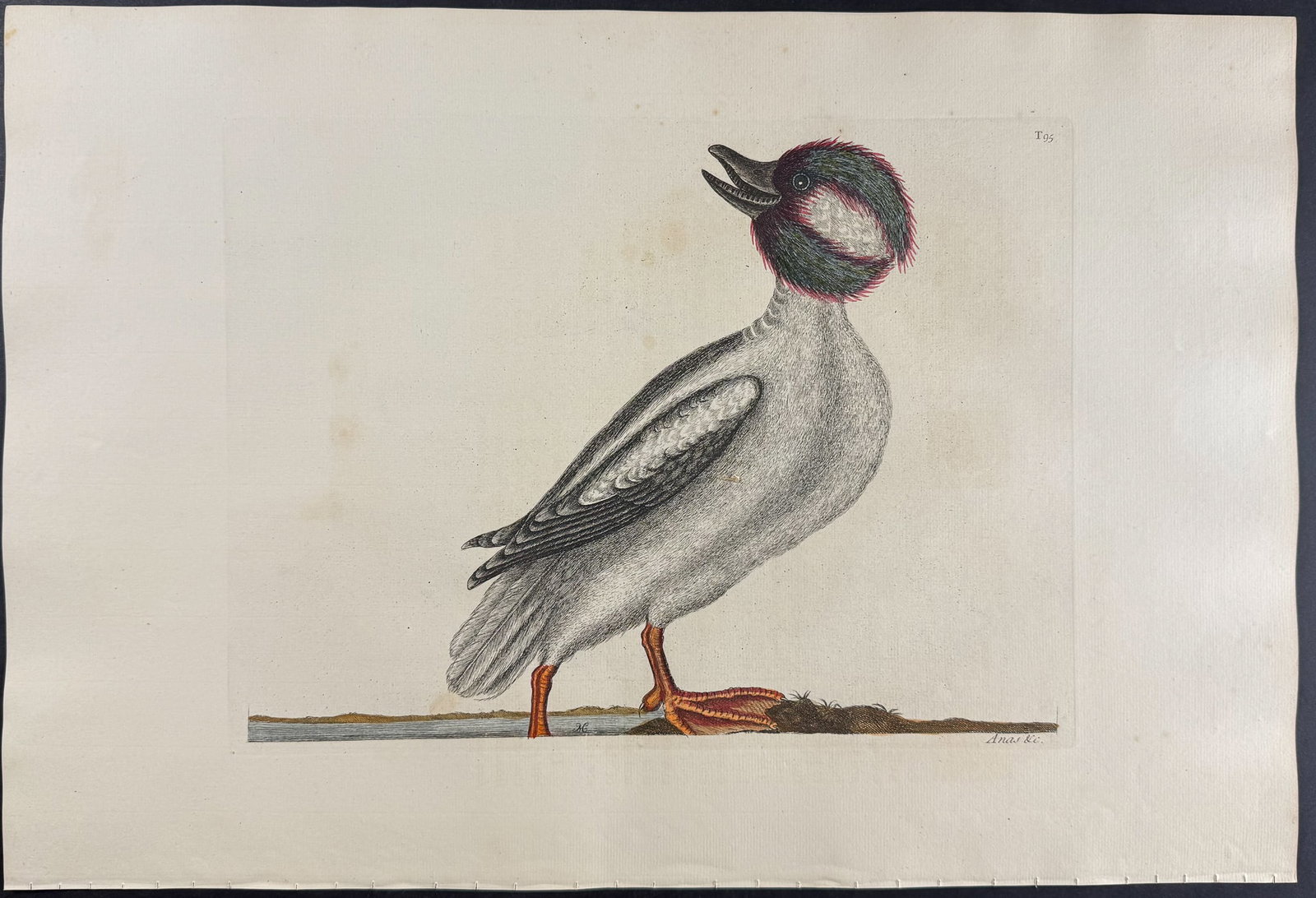 Catesby, Folio - Buffel's Head Duck. 1-95: We are pleased to offer this folio engraving from Mark Catesby?s "The Natural History of Carolina, Florida and the Bahama Islands: Containing the Figures of Birds, Beasts, Fishes, Serpents, Insects, a