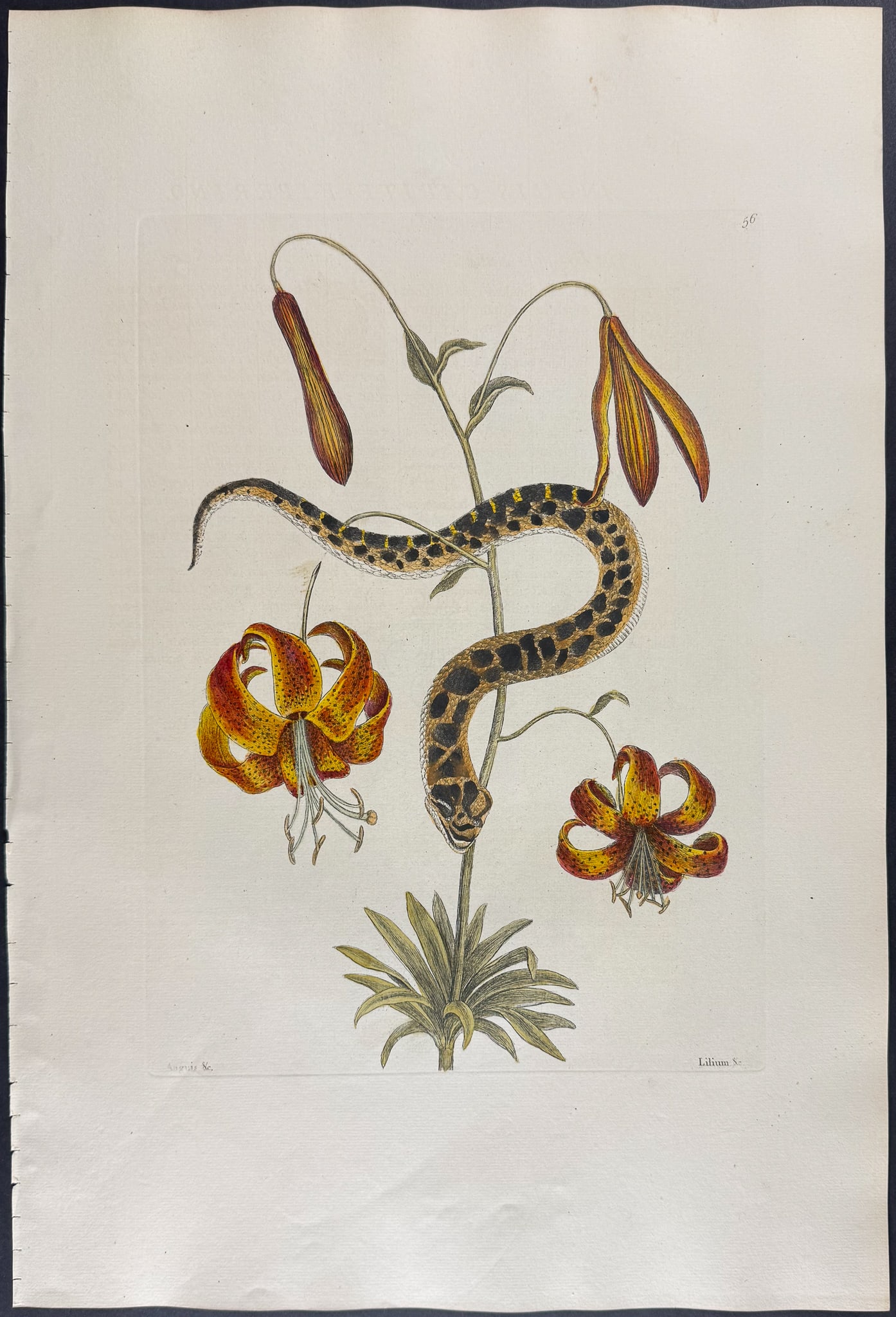 Catesby, Folio - Hog-Nose Snake with Michaux?s Lily. 2-56: We are pleased to offer this folio engraving from Mark Catesby?s "The Natural History of Carolina, Florida and the Bahama Islands: Containing the Figures of Birds, Beasts, Fishes, Serpents, Insects, a