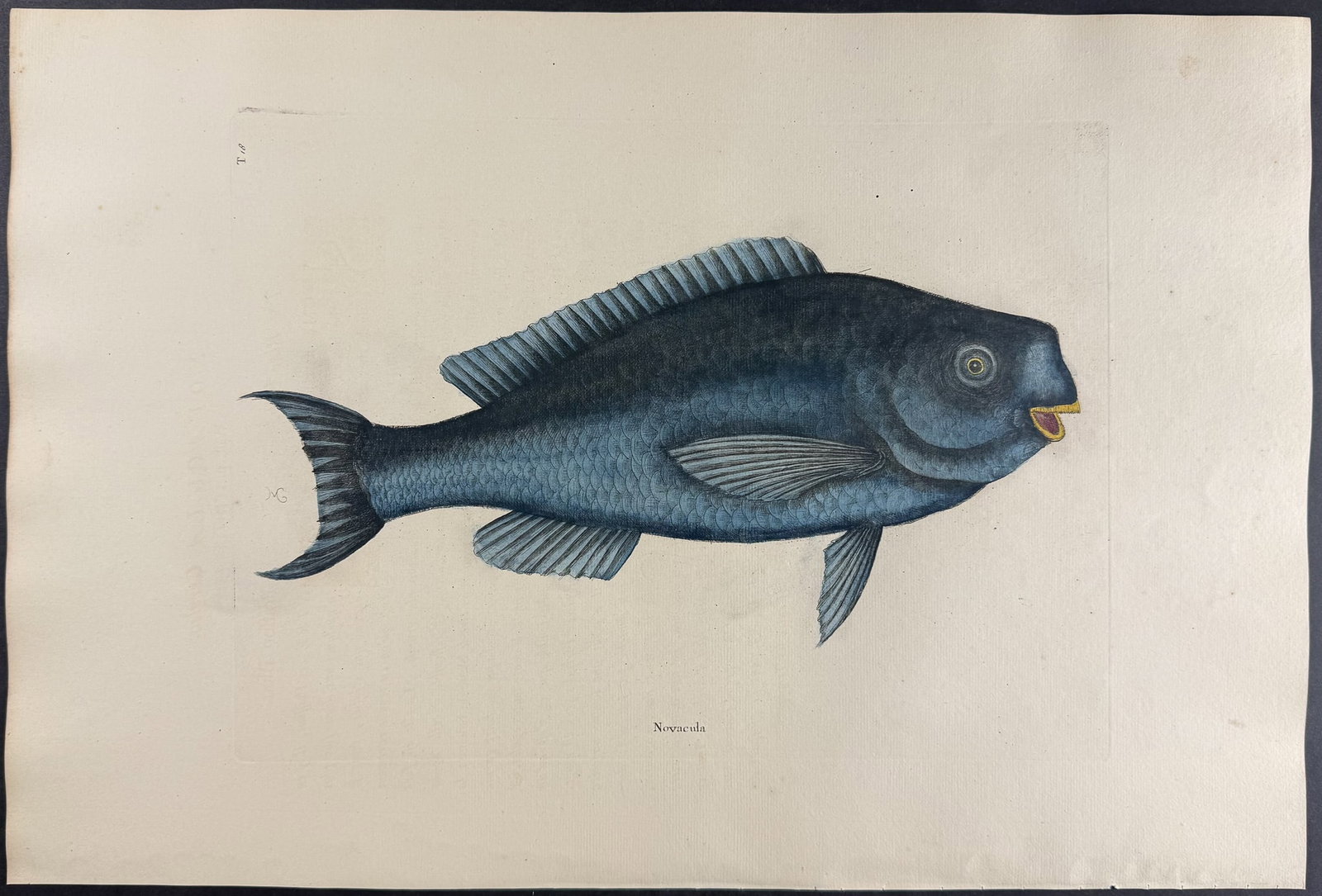 Catesby, Folio - Blue Fish. 2-18: We are pleased to offer this folio engraving from Mark Catesby?s "The Natural History of Carolina, Florida and the Bahama Islands: Containing the Figures of Birds, Beasts, Fishes, Serpents, Insects, a
