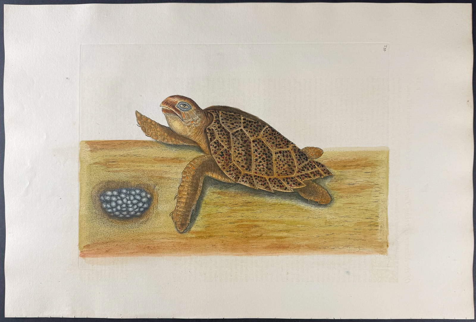 Catesby, Folio - Hawks Bill Turtle. 2-39: We are pleased to offer this folio engraving from Mark Catesby?s "The Natural History of Carolina, Florida and the Bahama Islands: Containing the Figures of Birds, Beasts, Fishes, Serpents, Insects, a