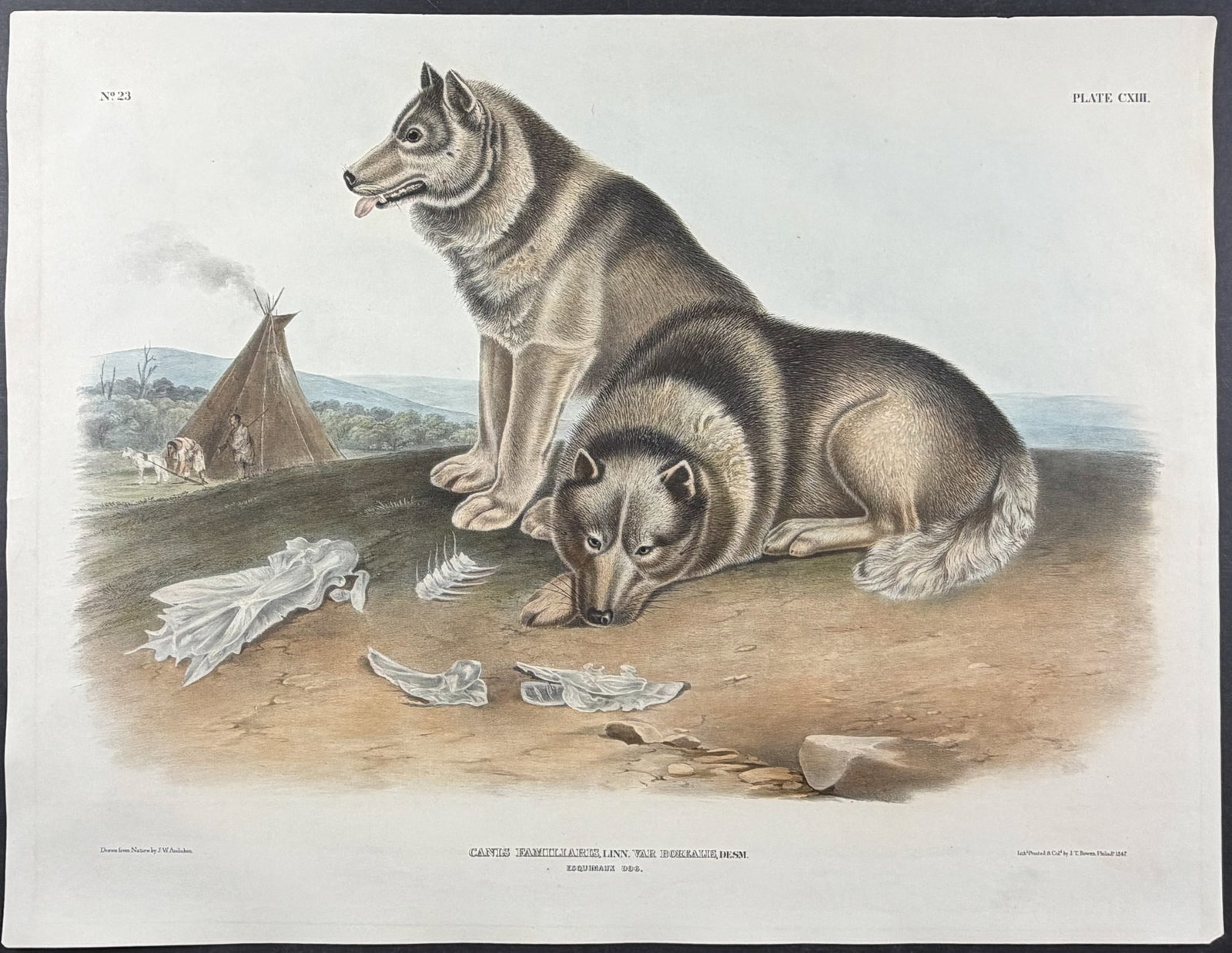 Audubon, Imperial Folio - Esquimaux Dog. 113: This exceptional folio lithograph is from John James Audubon's The Viviparous Quadrupeds of North America. It was part of the Imperial Folio Edition published between 1845 and 1851. Audubon and his so