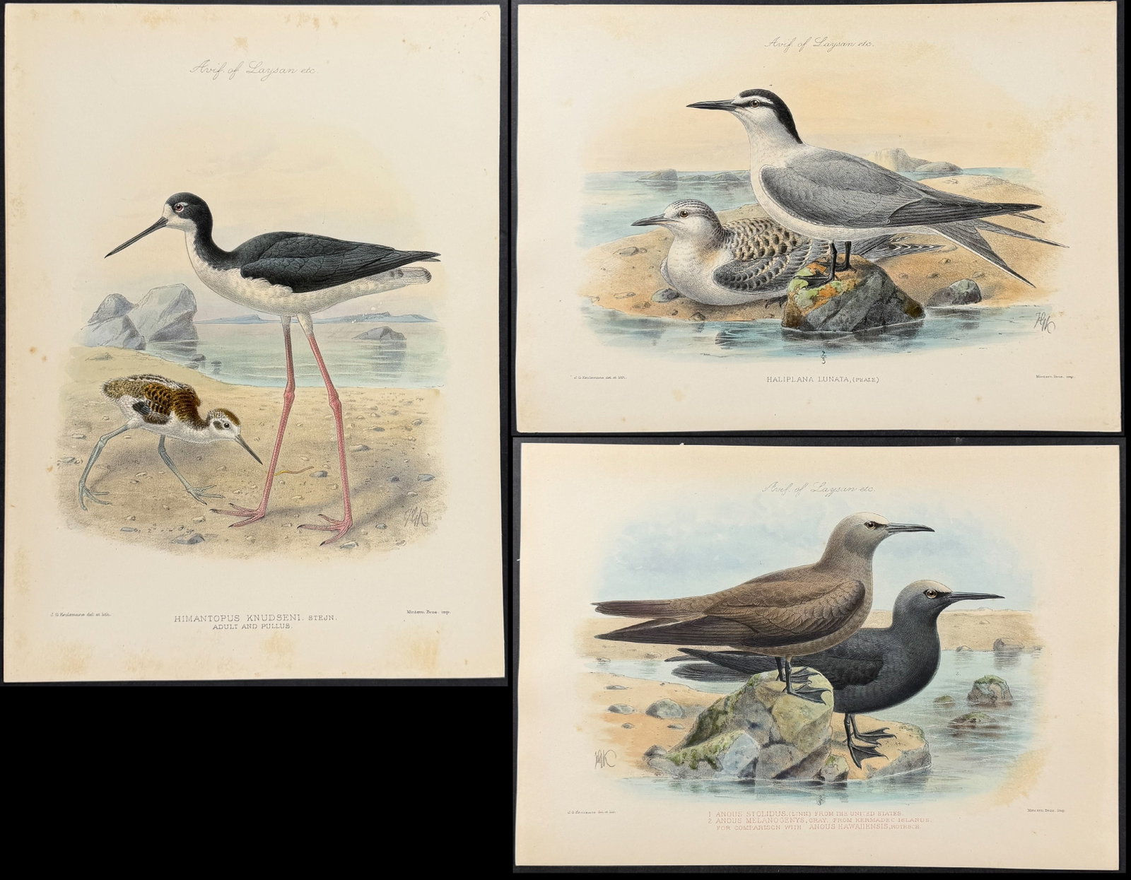 Rothschild & Keulemans, Hawaii - 5 Bird Lithographs (1 of 6)