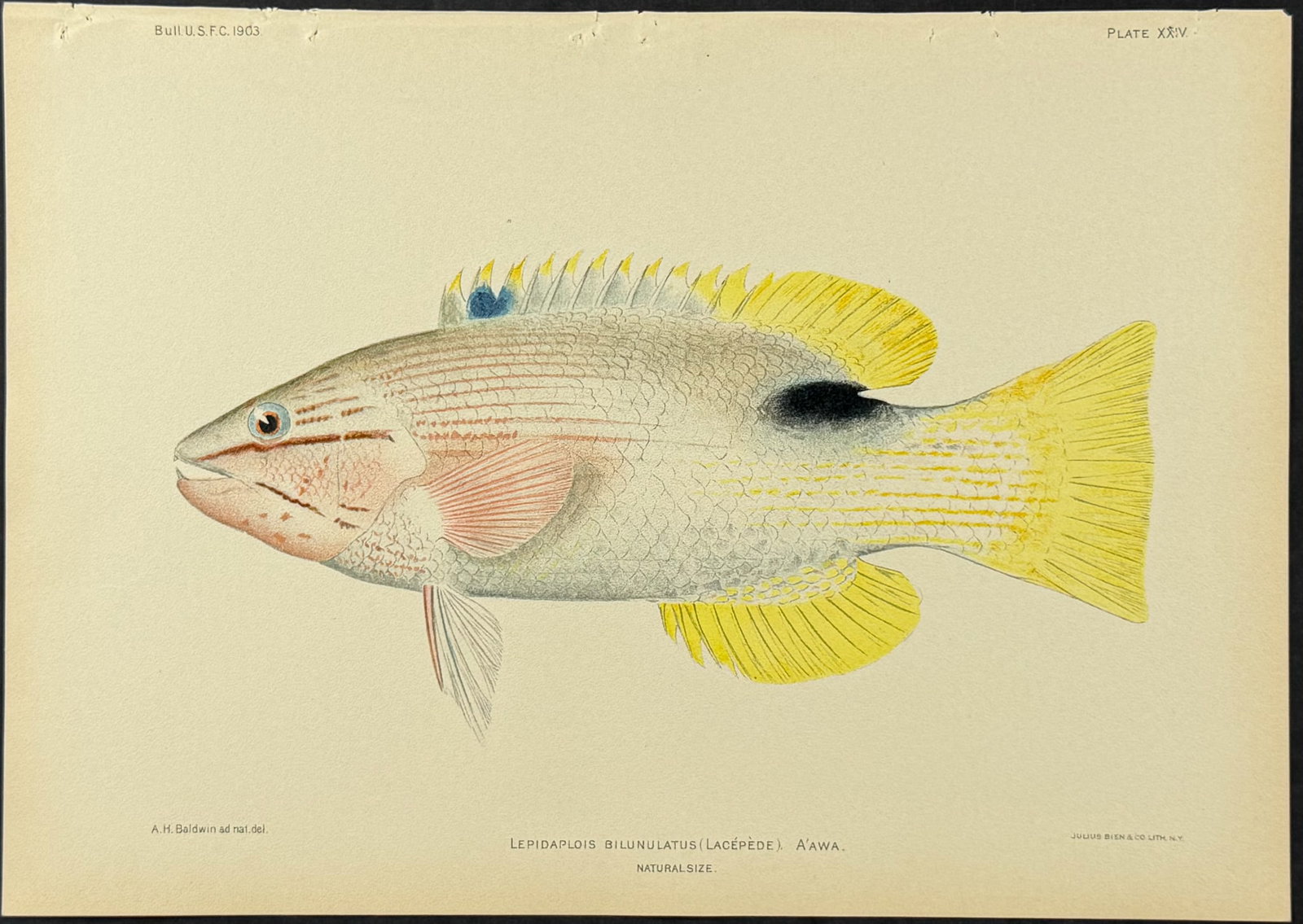 Bien, Hawaii - Fish [Lepidaplois Bilunulatus]: This colorful fish chromolithograph is from Julius Bien, David Starr Jordan & Barton Warren Evermann's The Aquatic Resources of the Hawaiian Islands (also issued as Bulletin of the United States Fish 