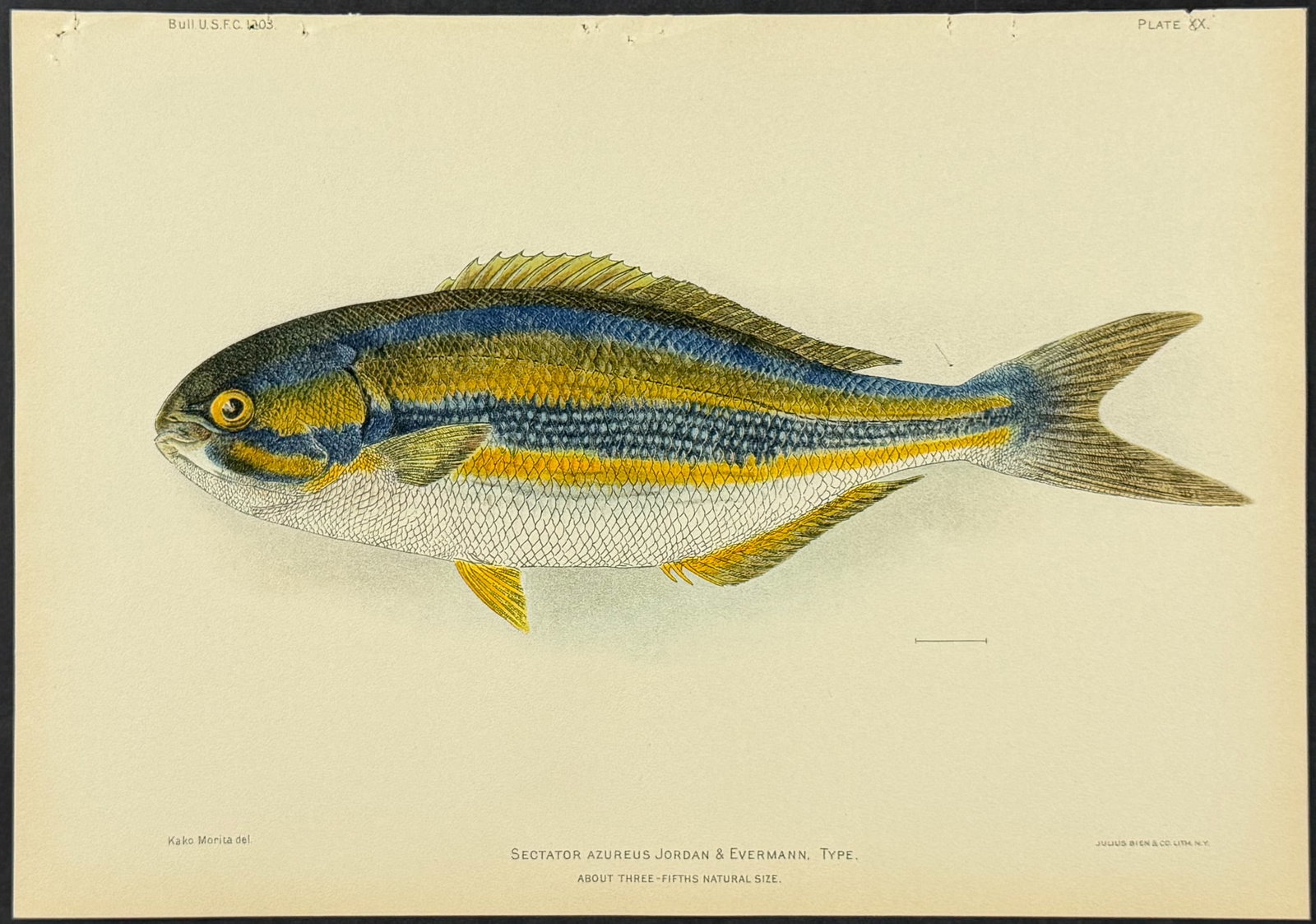 Bien, Hawaii - Blue Rudderfish [Sectator Azureus] (1 of 1)