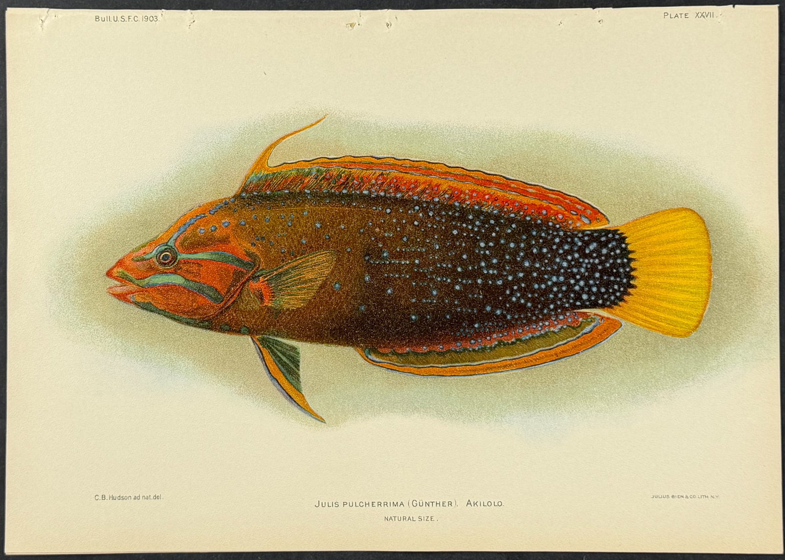 Bien, Hawaii - Akiololo or Clown Wrasse [Julis Pulcherrima]: This colorful fish chromolithograph is from Julius Bien, David Starr Jordan & Barton Warren Evermann's The Aquatic Resources of the Hawaiian Islands (also issued as Bulletin of the United States Fish 