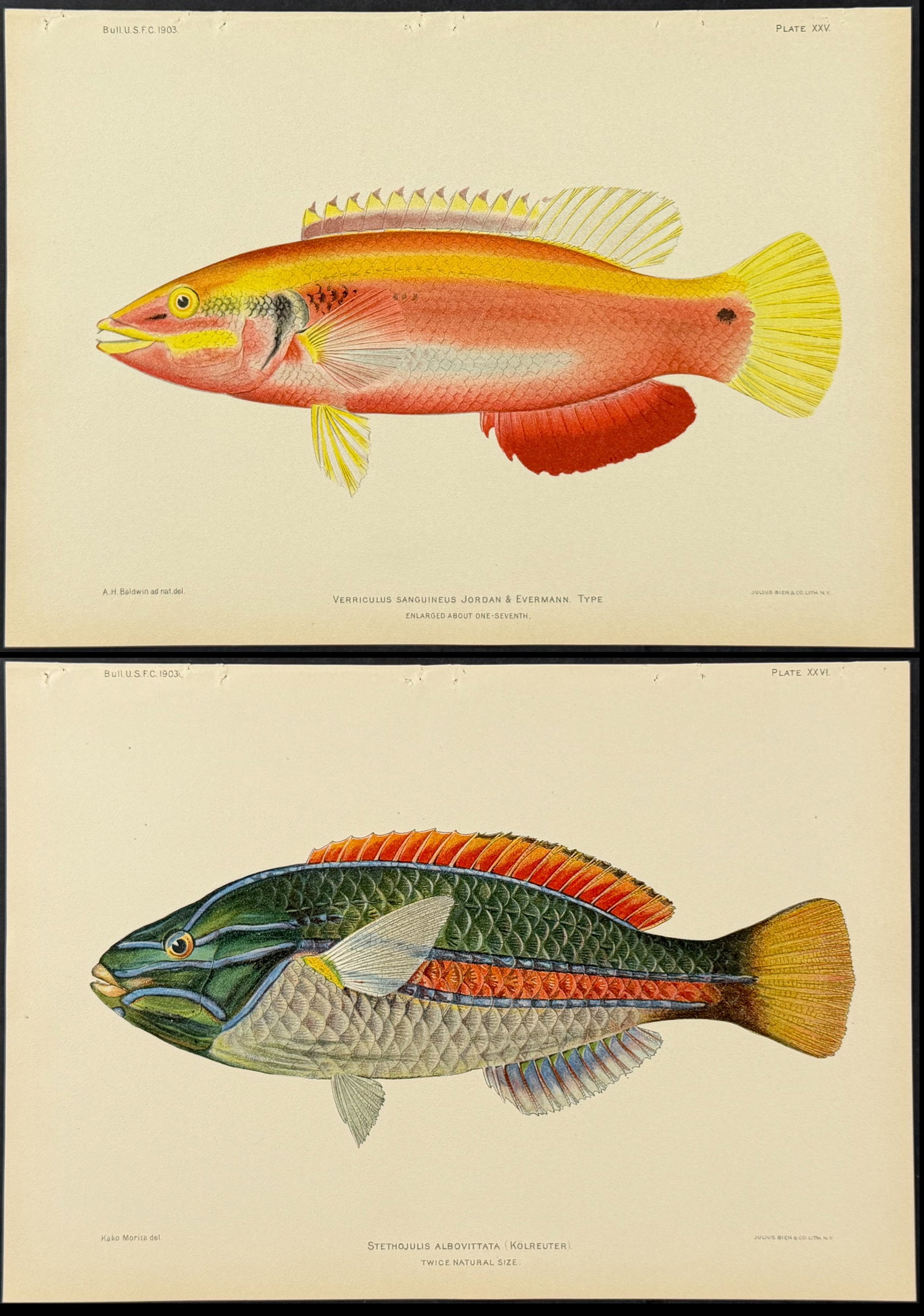 Bien, Hawaii - Pair of Wrasse Prints (1 of 3)