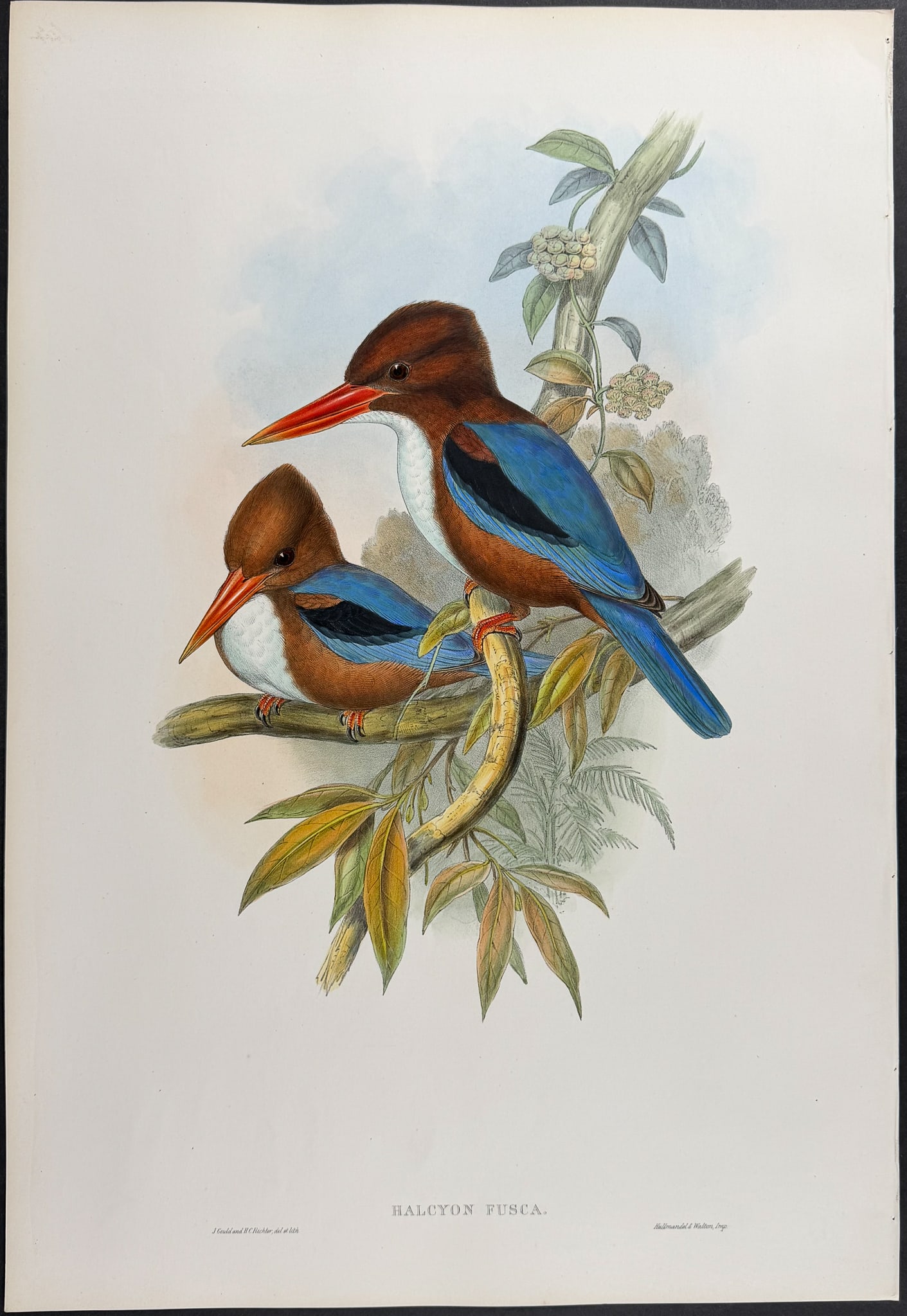 Gould, Asia - Indian Kingfisher [Halcyon Fusca] (1 of 1)
