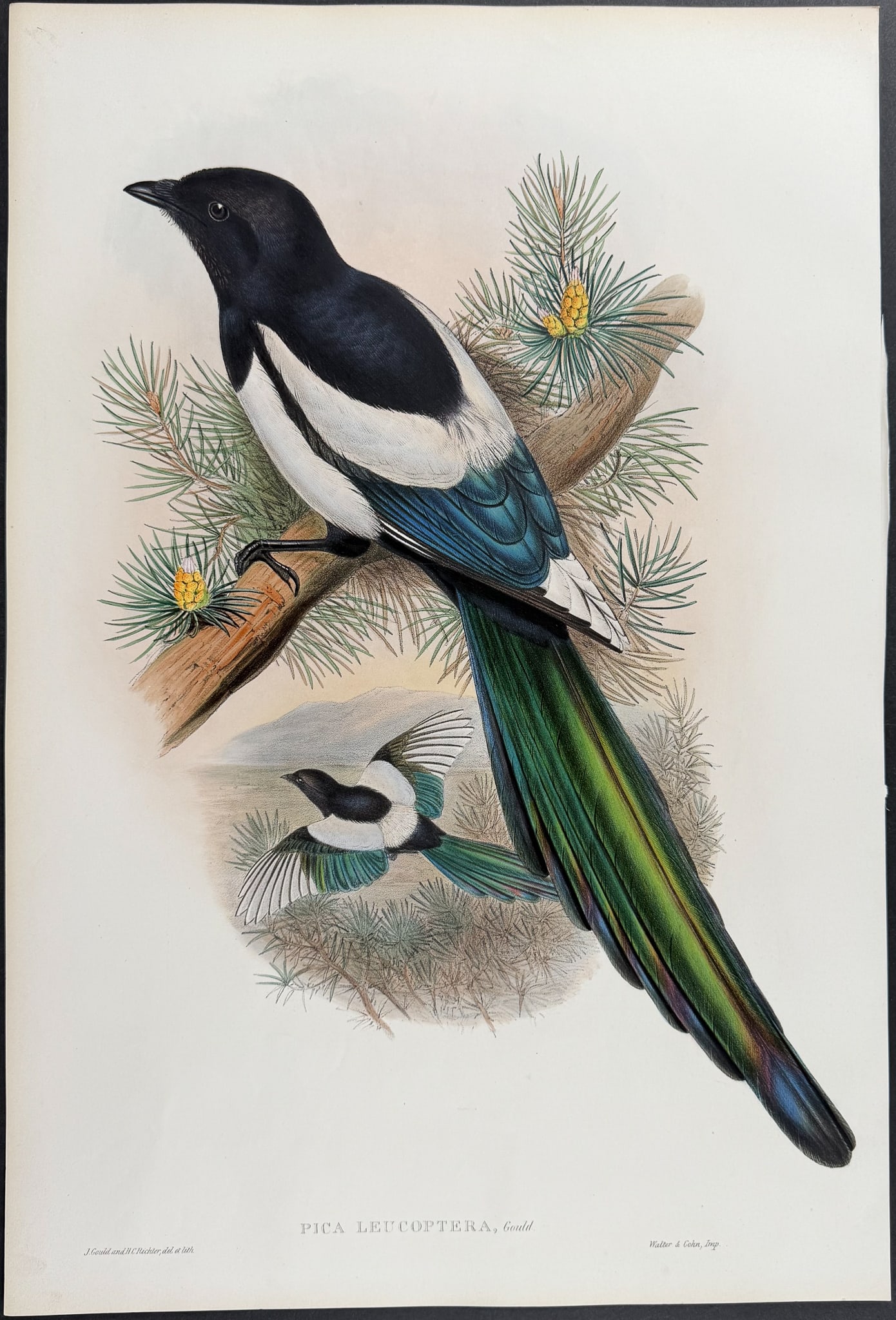 Gould, Asia - White-winged Magpie [Pica Leucoptera]: This remarkable ornithology lithograph with hand-finished color is from the esteemed John Gould?s Birds of Asia published in London between 1850 and 1883. Birds of Asia featured some of the most