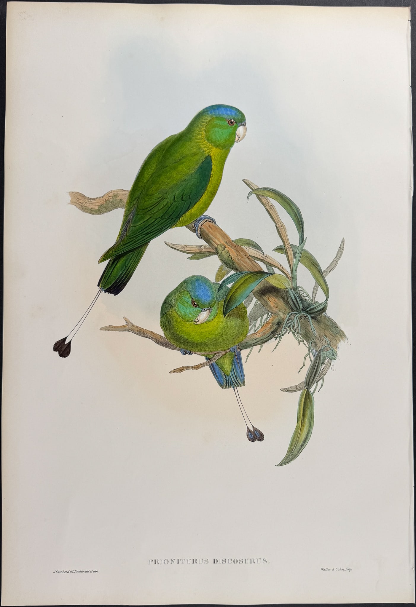Gould, Asia - Little Racket-tailed Parrot [Prioniturus Discurus] (1 of 1)