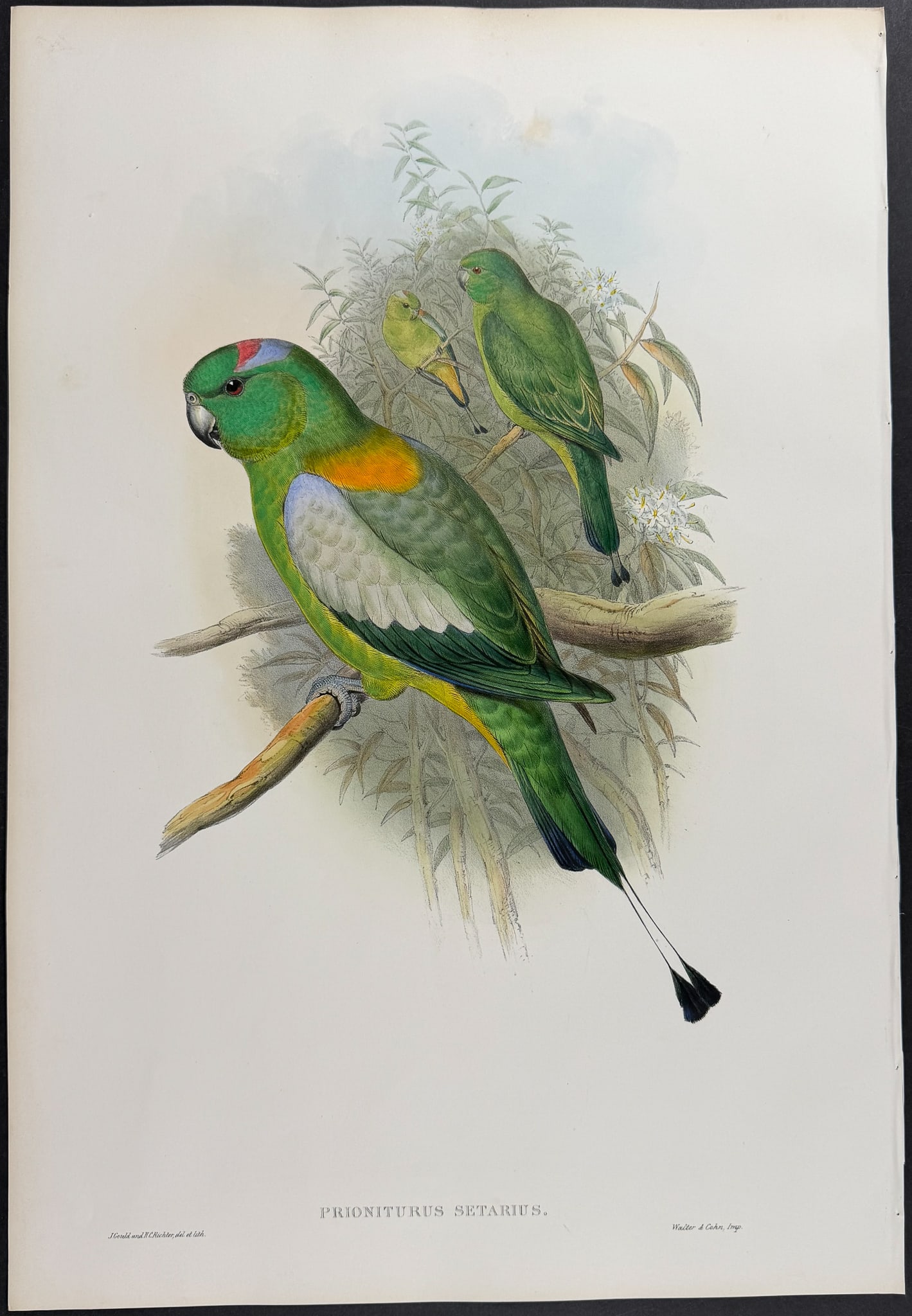 Gould, Asia - Racket-tailed Parrot [Prioniturus Setarius] (1 of 1)