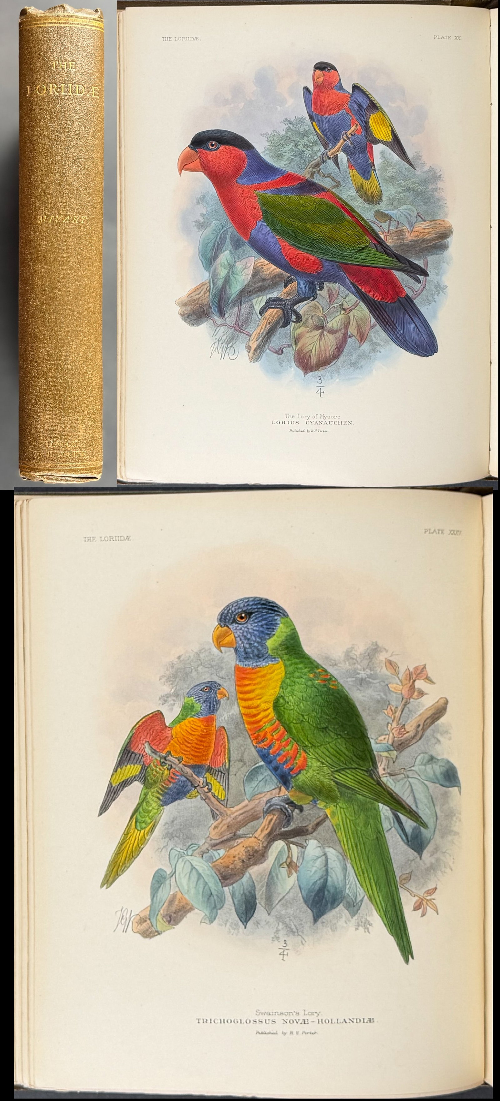 Mivart & Keulemans's A Monograph of the Lories - Volume with 61 Originally Hand-colored Lithographs: This lovely volume with 61 originally hand-colored lithographs is A Monograph of the Lories, or Brush-tongued Parrots. The work was authored by St. George Jackson Mivart and the celebrated John Gerrar