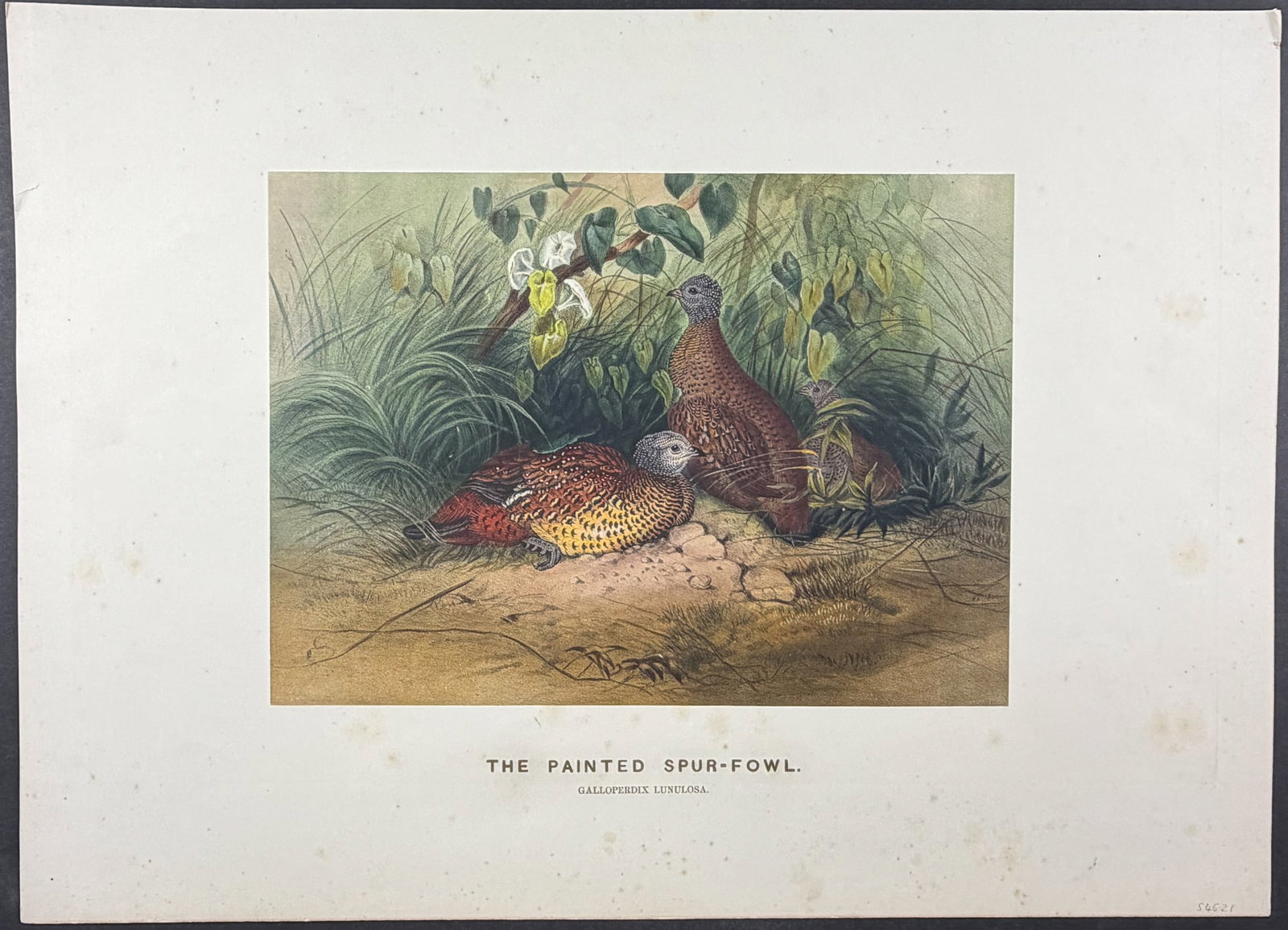 Wolf - 4 Folio Bird Lithographs - 2
