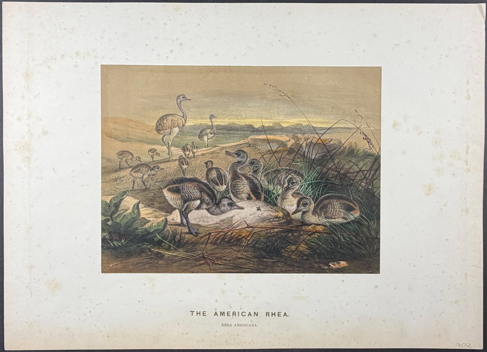 Wolf - 4 Folio Bird Lithographs - 3