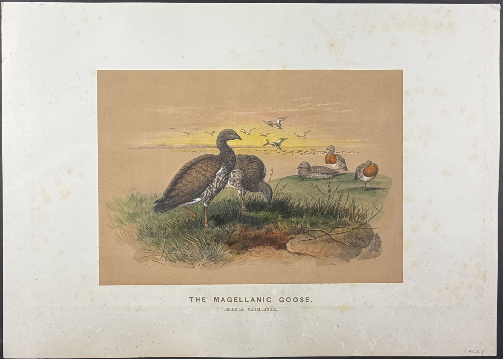 Wolf - 4 Folio Bird Lithographs - 4