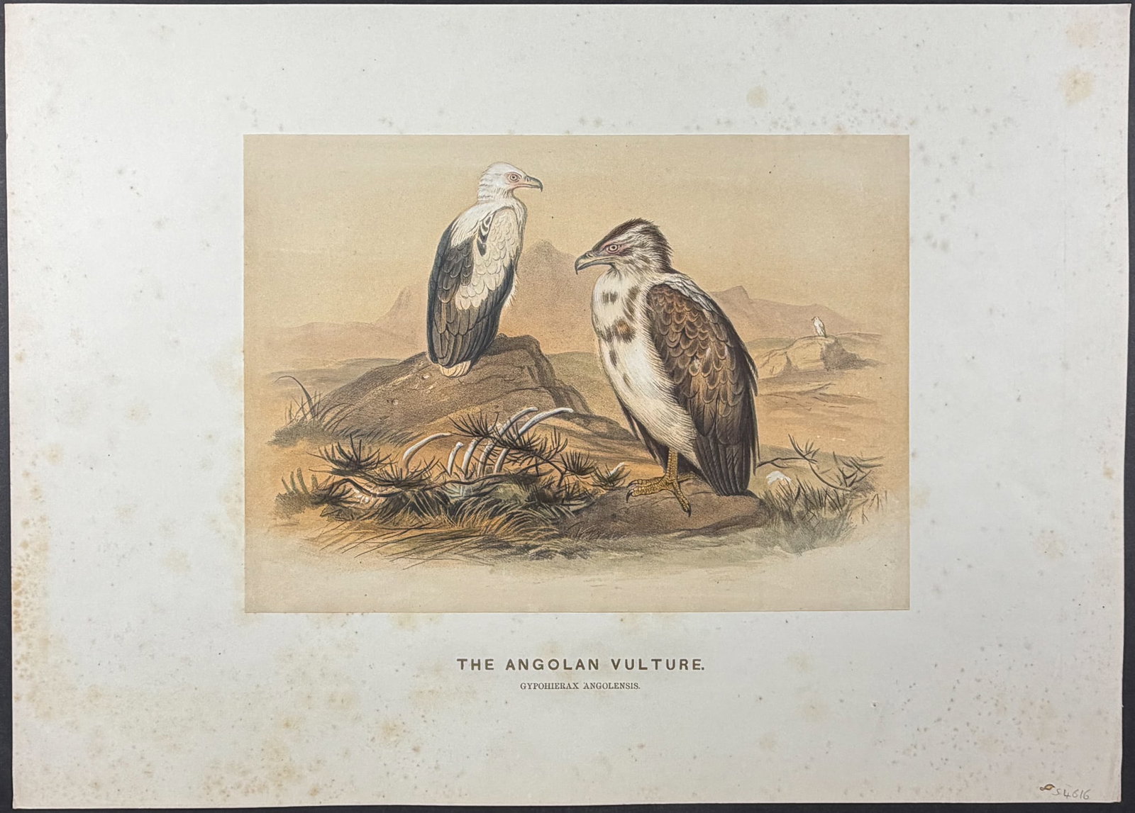 Wolf - 4 Folio Bird Lithographs - 5
