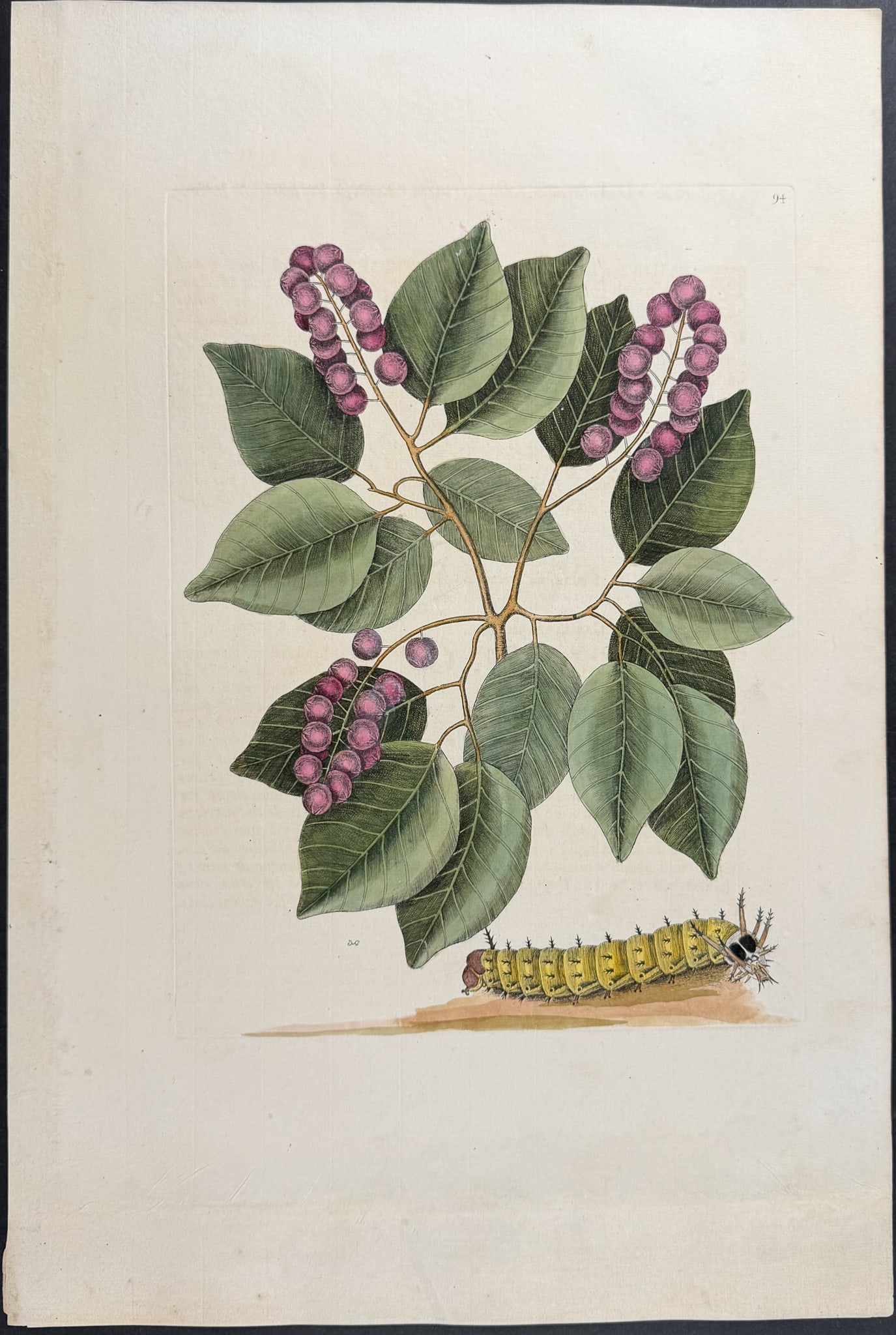 Catesby, Folio - Horned Caterpillar with Pigeon Plum. 2-94: We are pleased to offer this folio engraving from Mark Catesby?s "The Natural History of Carolina, Florida and the Bahama Islands: Containing the Figures of Birds, Beasts, Fishes, Serpents, Insects,