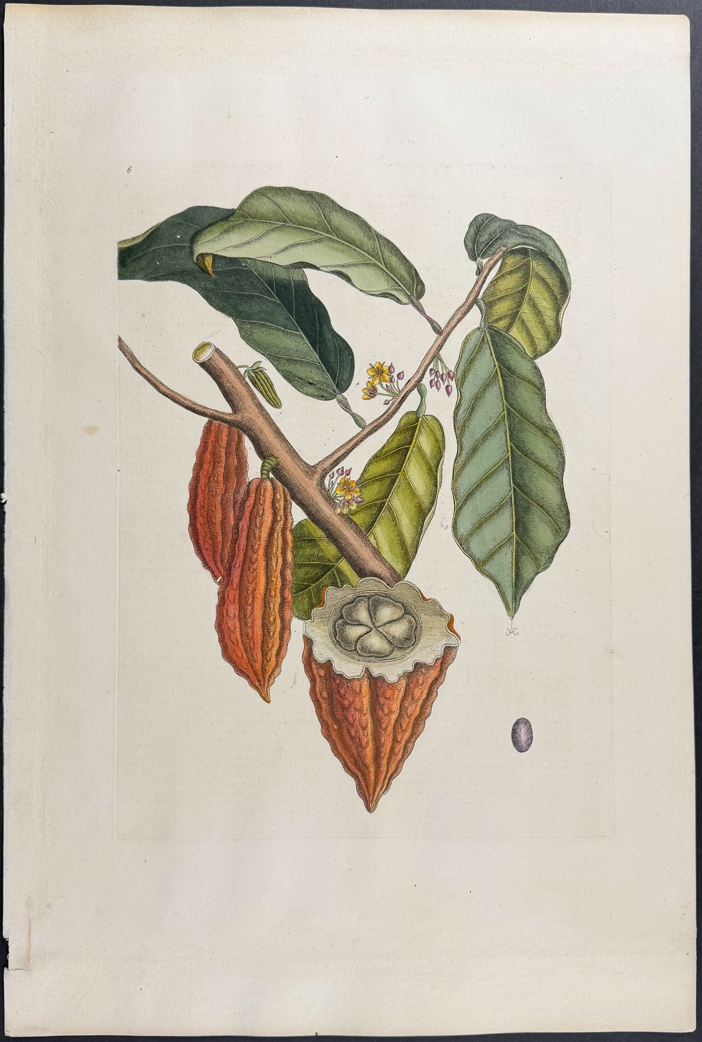 Catesby, Folio - Cacao Tree (Chocolate). Sup-6: We are pleased to offer this folio engraving from Mark Catesby?s "The Natural History of Carolina, Florida and the Bahama Islands: Containing the Figures of Birds, Beasts, Fishes, Serpents, Insects,