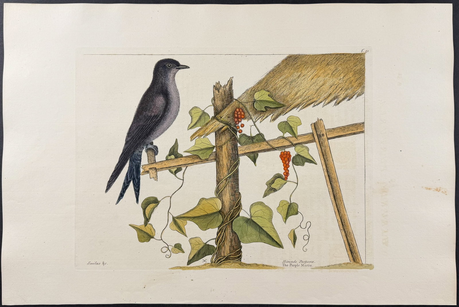 Catesby, Folio - Purple Martin. 1-51: We are pleased to offer this folio engraving from Mark Catesby?s "The Natural History of Carolina, Florida and the Bahama Islands: Containing the Figures of Birds, Beasts, Fishes, Serpents, Insects,