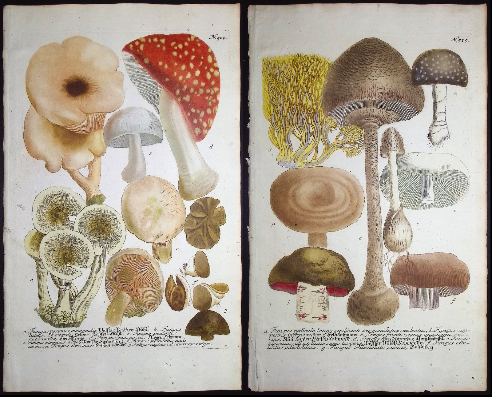 Weinmann - 4 Mushroom Engravings (1 of 5)