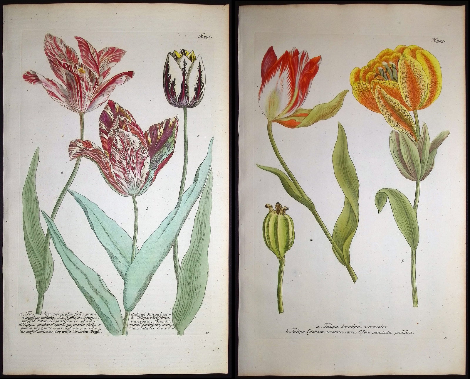 Weinmann - 4 Tulip Engravings: This beautiful botanical mezzotint is from Johann Weinmann's "Duidelyke Vertoning, Eeniger Duizend in alle vier waerelds deelen wassende Bomen, Stammen, Kruiden, Bloemen, Vrugten, en Uitwassen, [Germa