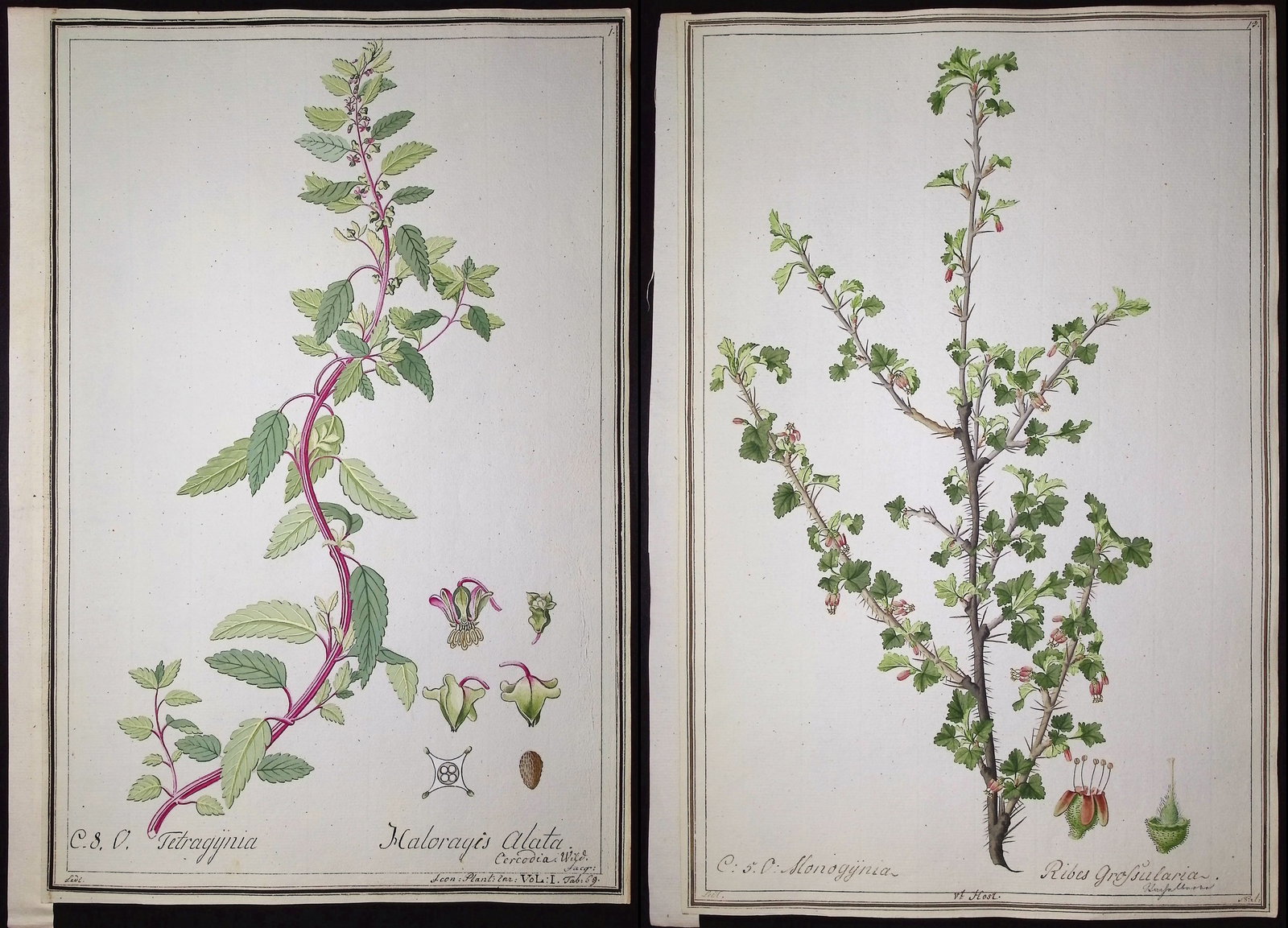 8 Original Botanical Watercolors (according to Linnaeus system) (1 of 9)