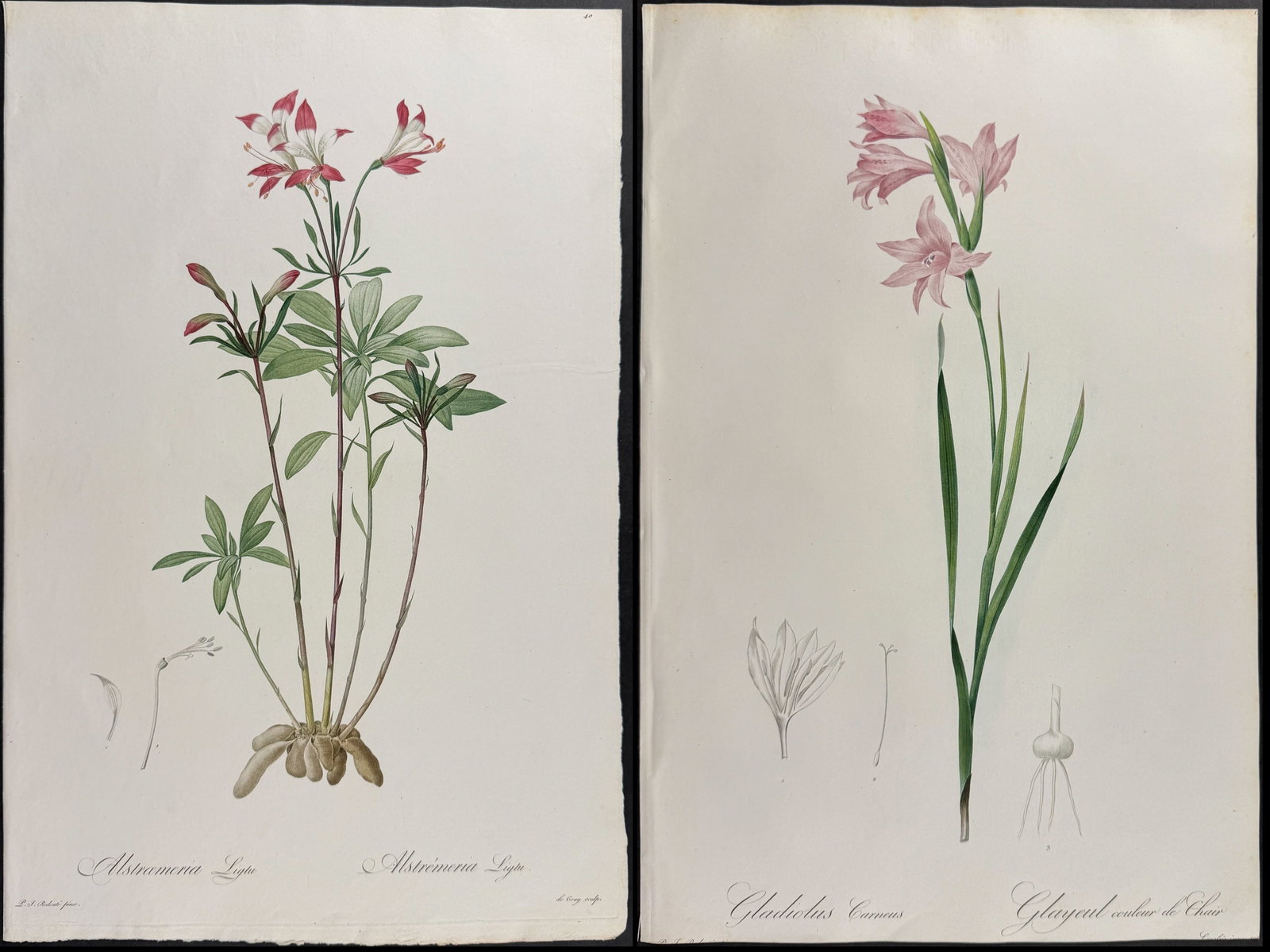 Redoute, Folio - Pair of Botanical Engravings (1 of 3)