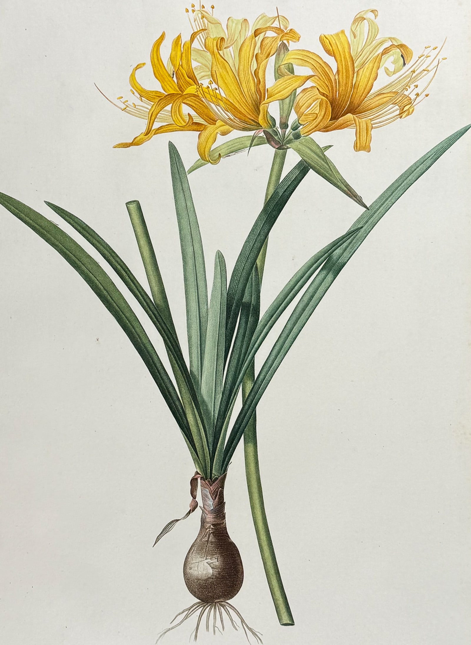 Redoute, Folio - Golden Spider Lily (Amaryllis Aurea) (1 of 2)