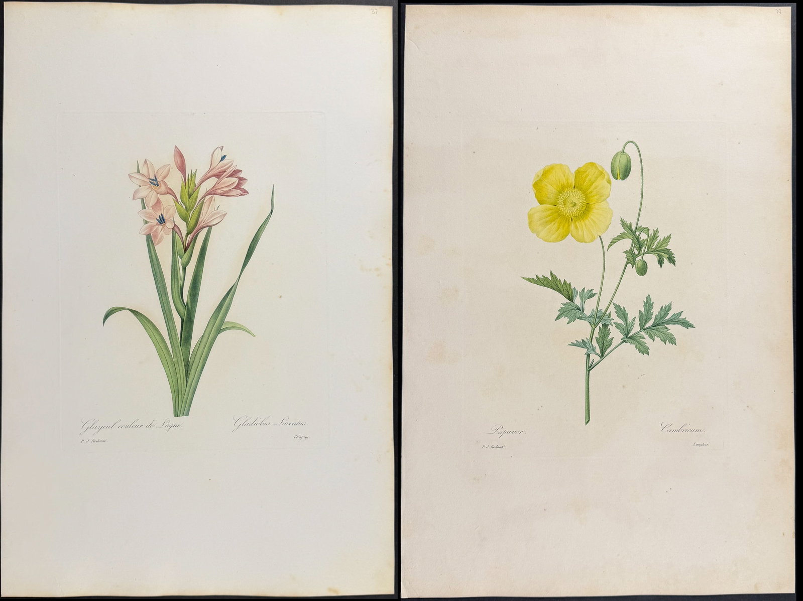 Redoute, Choix, Rare Folio - 7 Botanical Engravings (1 of 8)