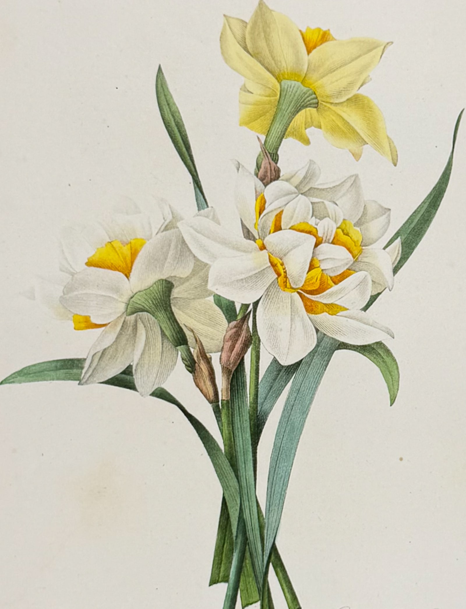 Redoute, Choix, Rare Folio - Daffodil [Narcissus Gouani] (1 of 2)