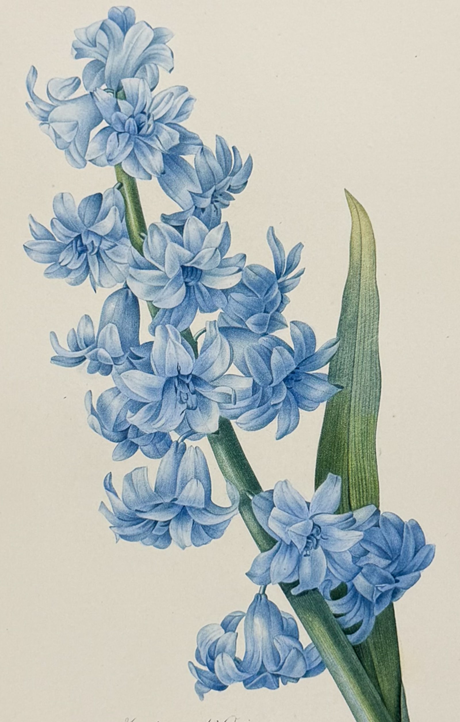 Redoute, Choix, Rare Folio - Hyacinth [Jacinte d'Orient] (1 of 2)