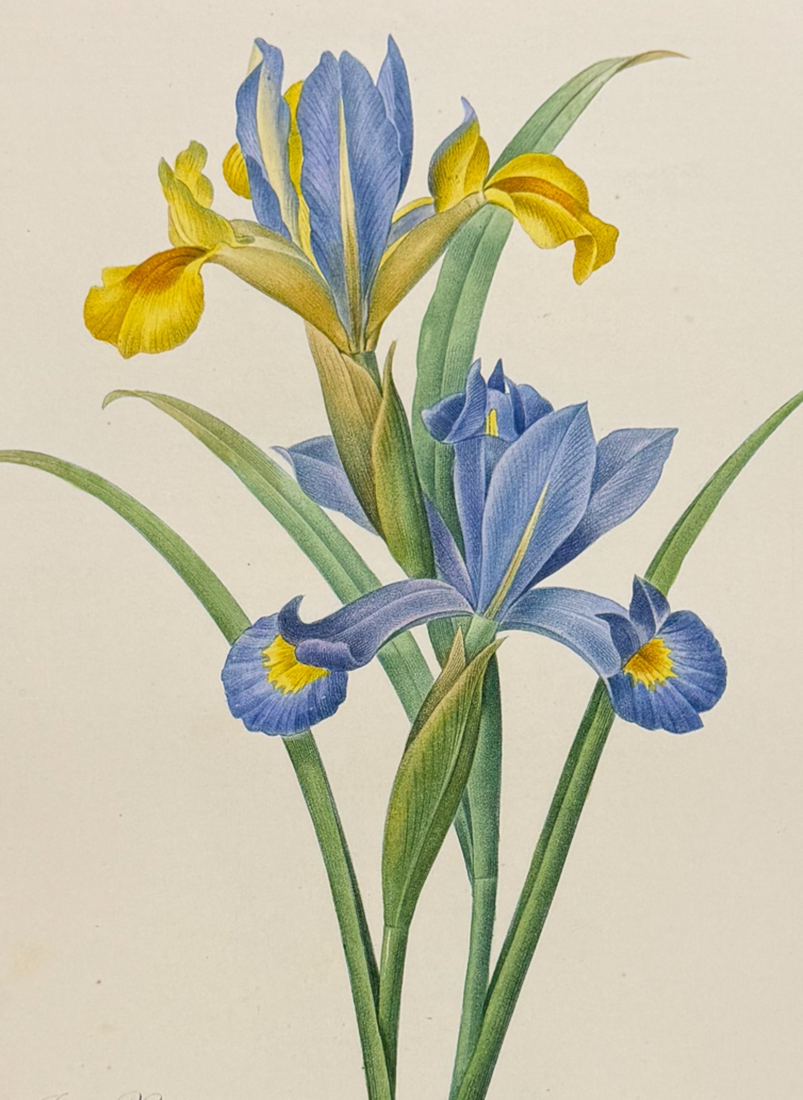 Redoute, Choix, Rare Folio - Iris [Iris Xiphium] (1 of 2)