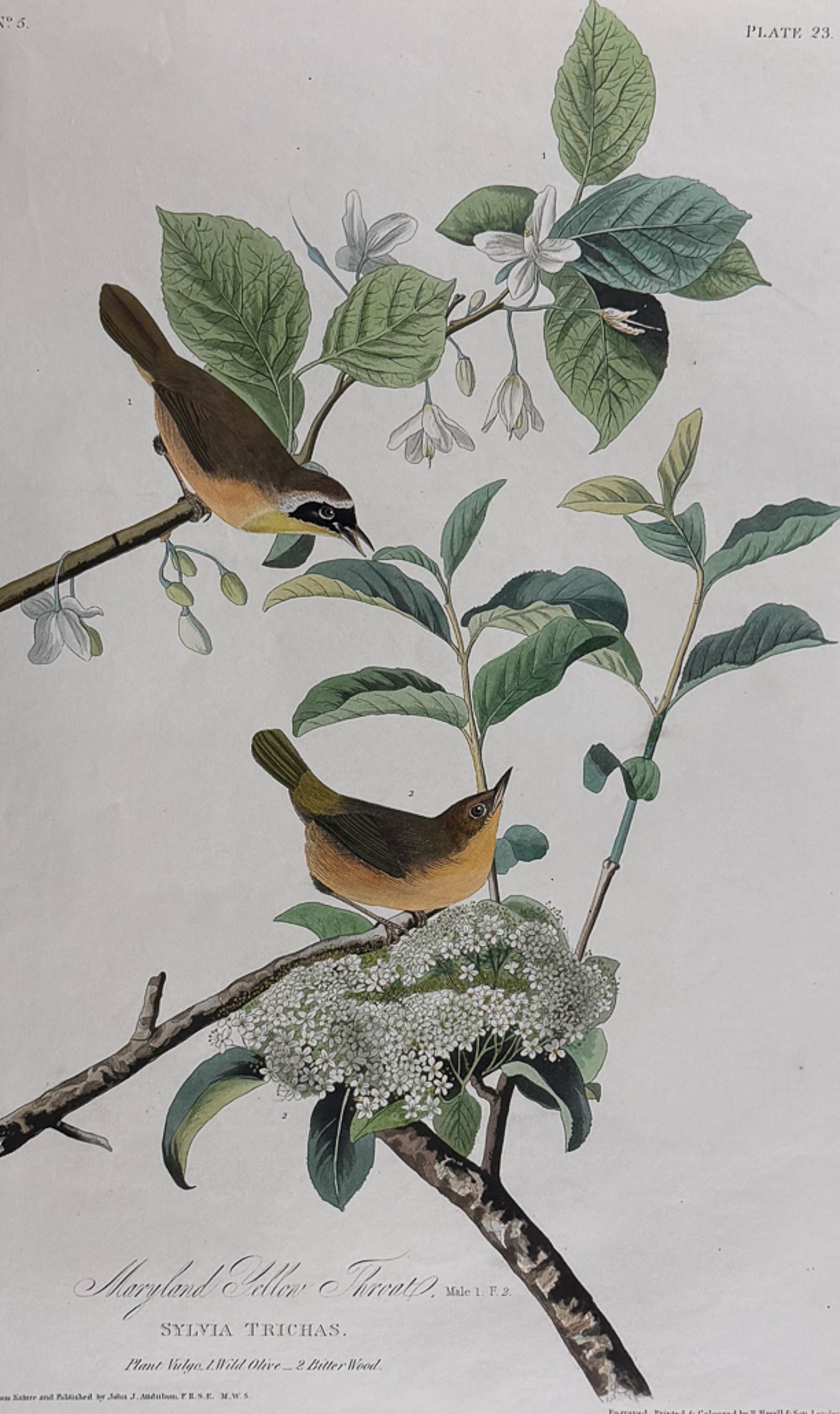 Audubon, Havell Ed - Maryland Yellow Throat. 23: This stunning, double elephant folio engraving is from true first edition of John James Audubon's Birds of America. The work was published by Audubon between 1827 and 1838. This edition is commonly re