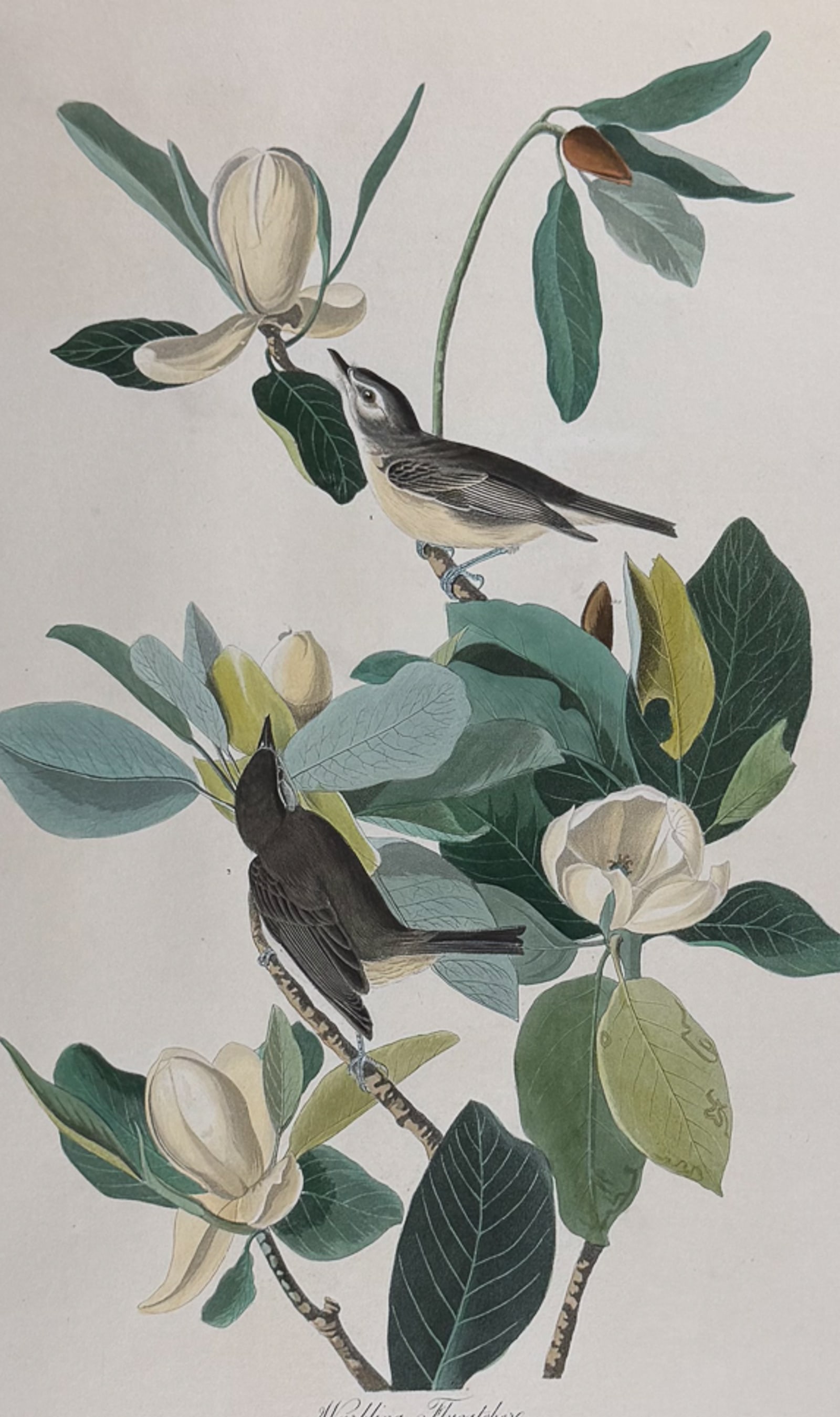 Audubon, Havell Ed - Warbling Flycatcher. 118: This stunning, double elephant folio engraving is from true first edition of John James Audubon's Birds of America. The work was published by Audubon between 1827 and 1838. This edition is commonly re