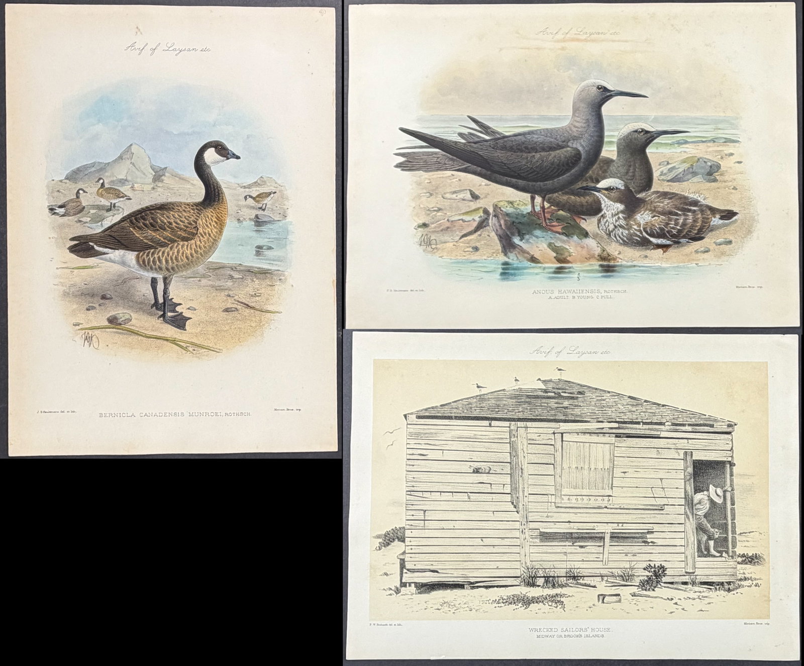 Rothschild & Keulemans, Hawaii - 5 Bird Lithographs (1 of 6)
