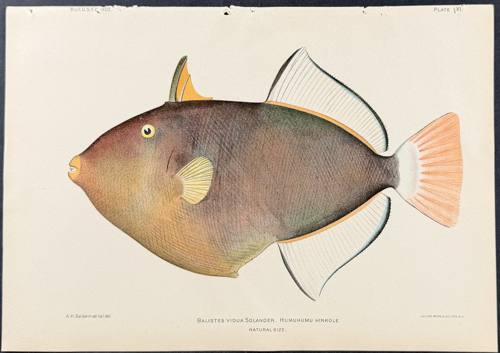 Bien, Hawaii - Humuhumu Hinkole or Pinktail Triggerfish [Ballistes Vidua Solander] (1 of 1)