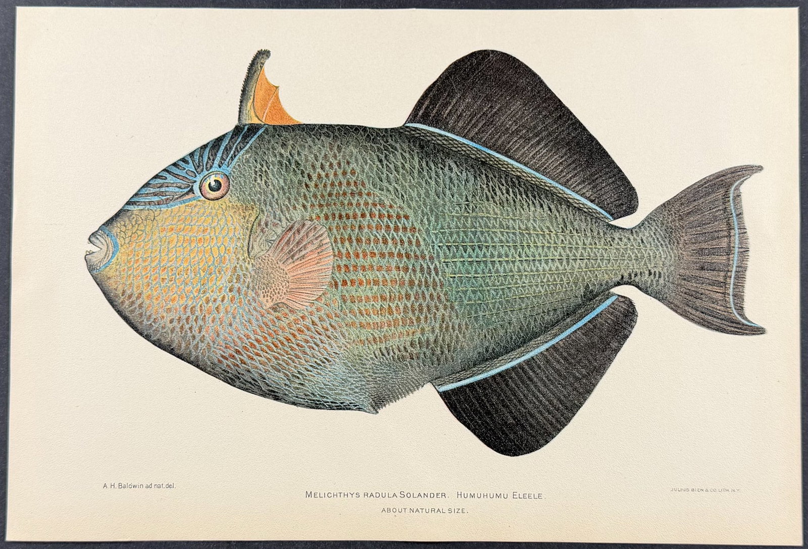 Bien, Hawaii - Humuhumu Eleele or Black Triggerfish [Melichthys Radula] (1 of 1)
