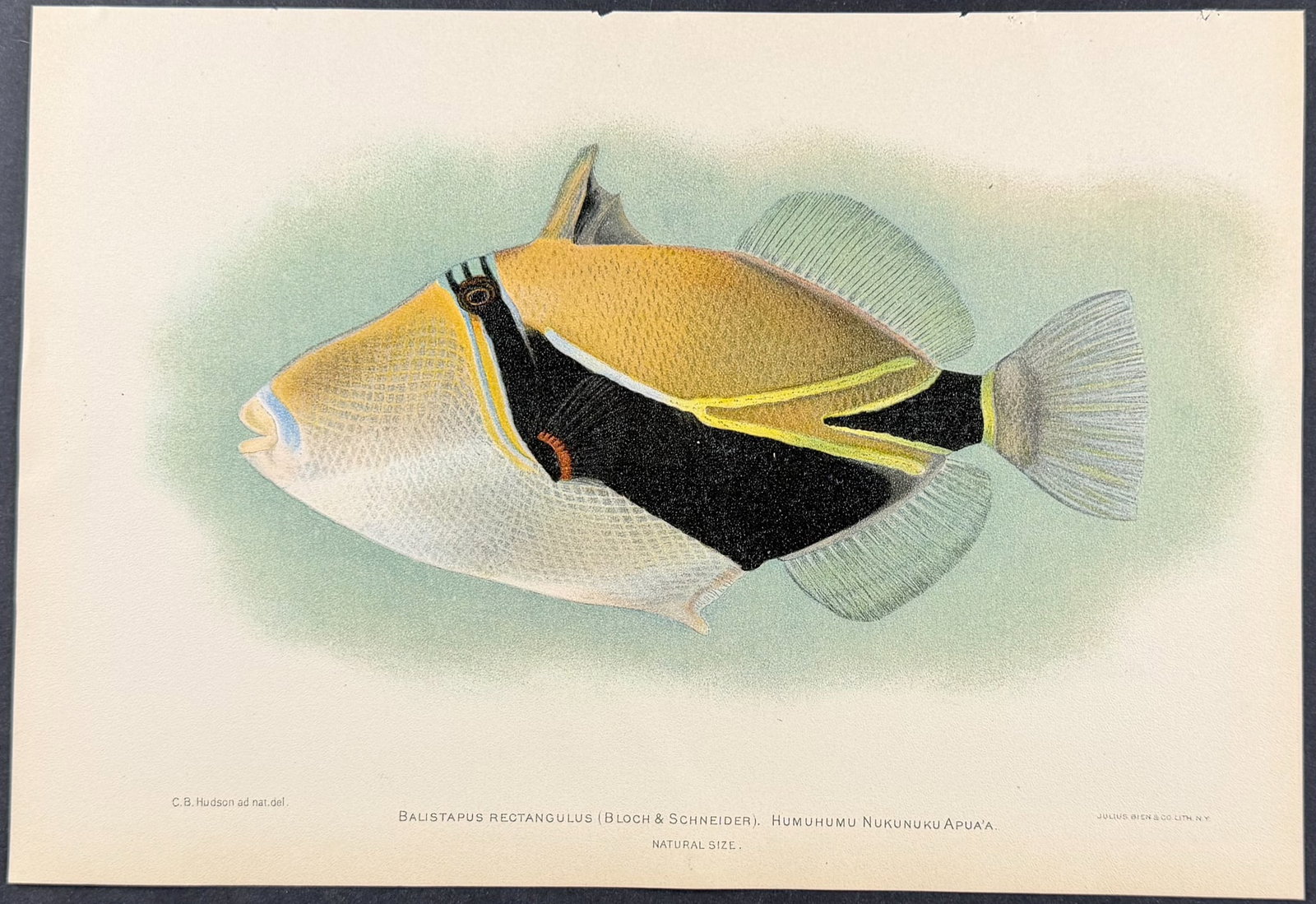 Bien, Hawaii - Humuhumu Nukunuku Apua'a or Reef Triggerfish [Balistapus Recangulus] (1 of 1)