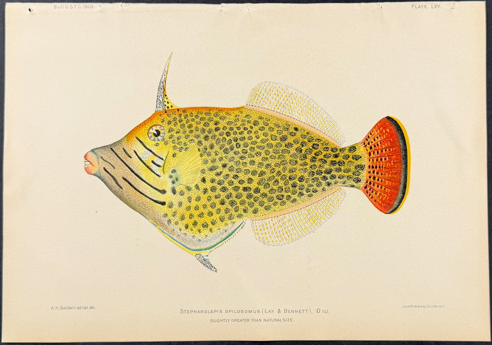 Bien, Hawaii - O'Ili or Fantail Filefish [Stephanolepis Spilosomus] (1 of 1)