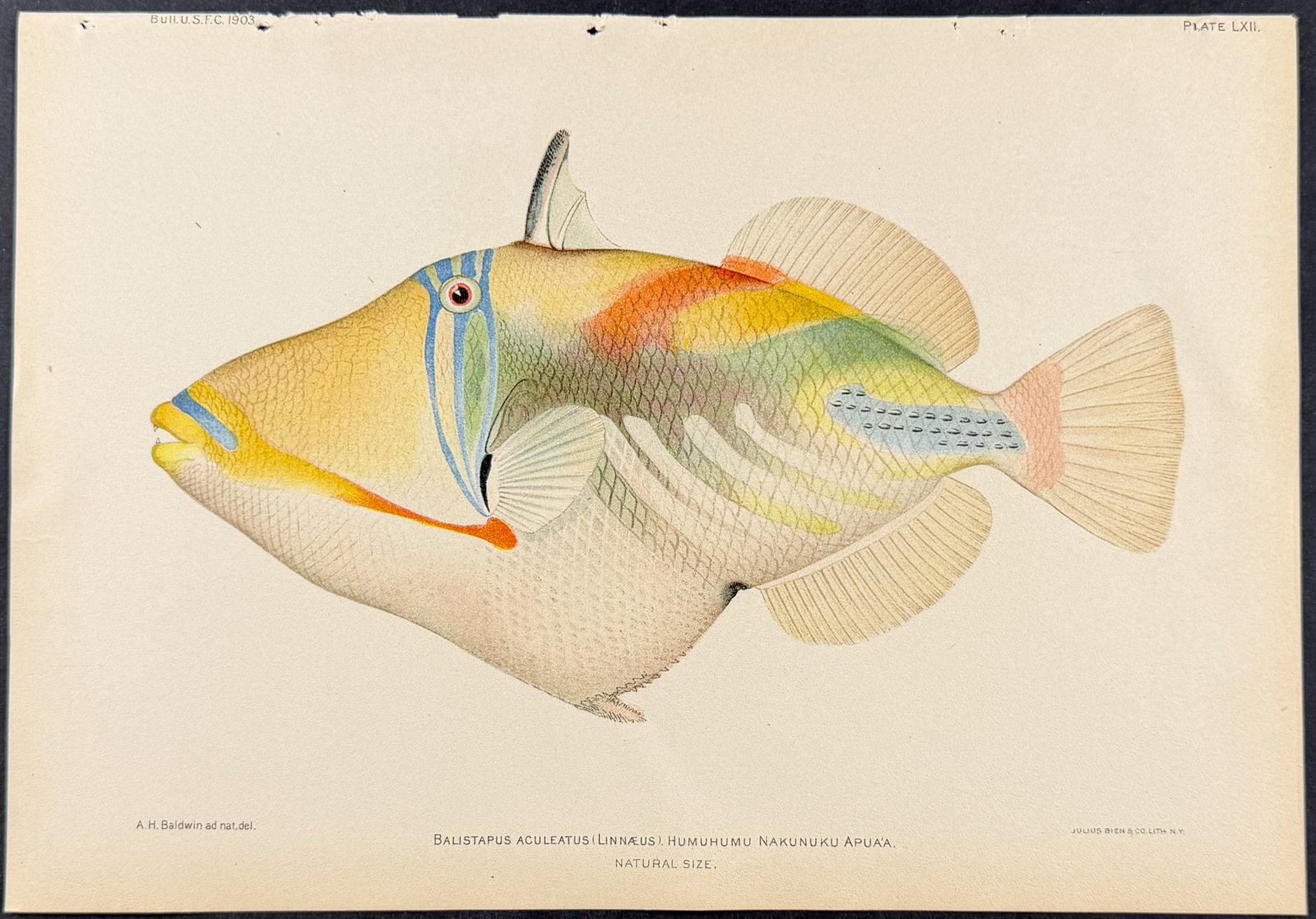 Bien, Hawaii - Humuhumu Nakunuku Apua'a or Orange-lined Triggerfish [Balistapus Aculeatus] (1 of 1)