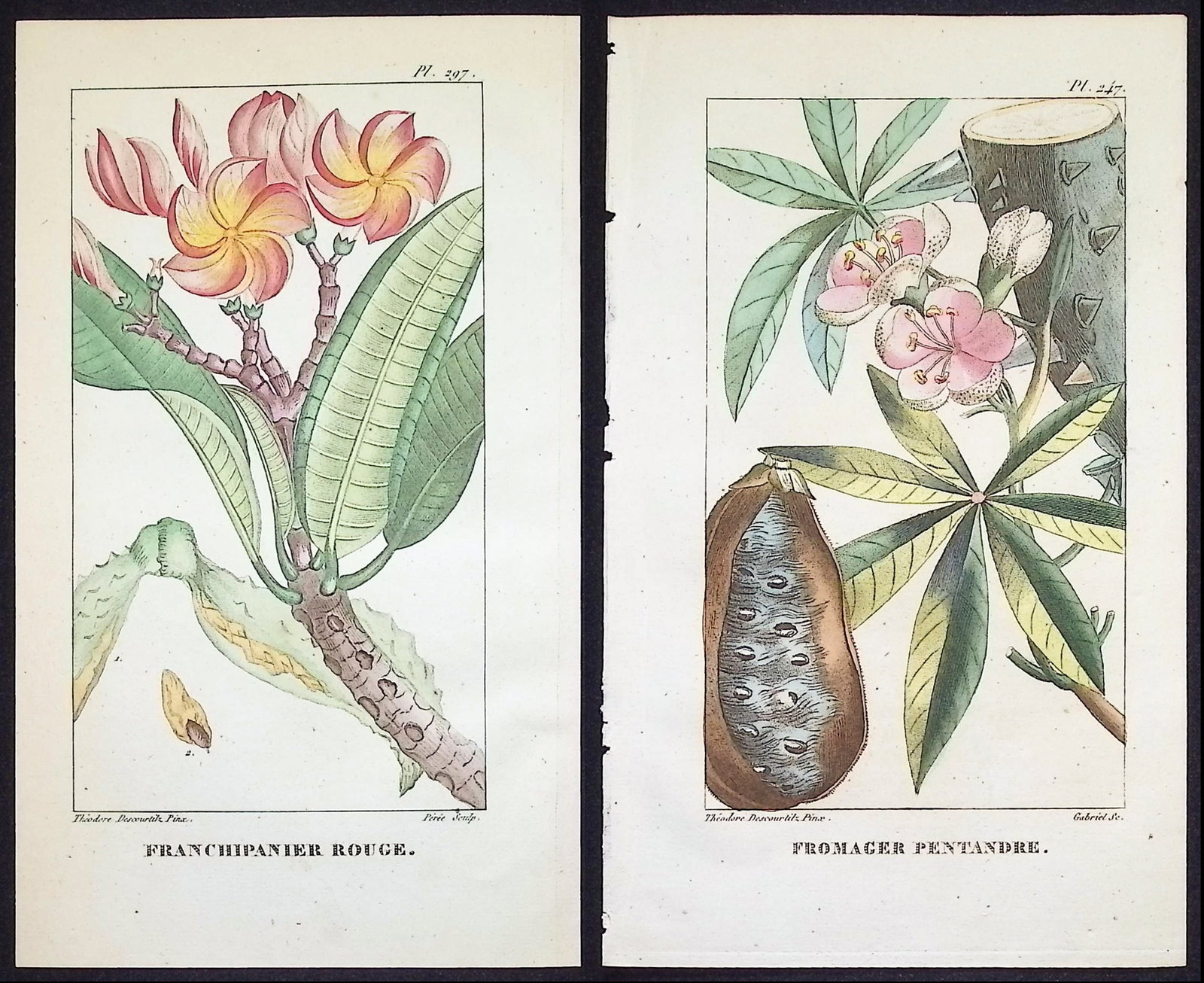 Descourtilz - 5 Botanical Engravings (Blossoms): This beautiful stipple engraving is from Michel Etienne Descourtilz's Flore Pittoresque et Medicale des Antilles ou histoire naturelle des Plantes usuelles des colonies Francaises, Anglaises, Espagnol