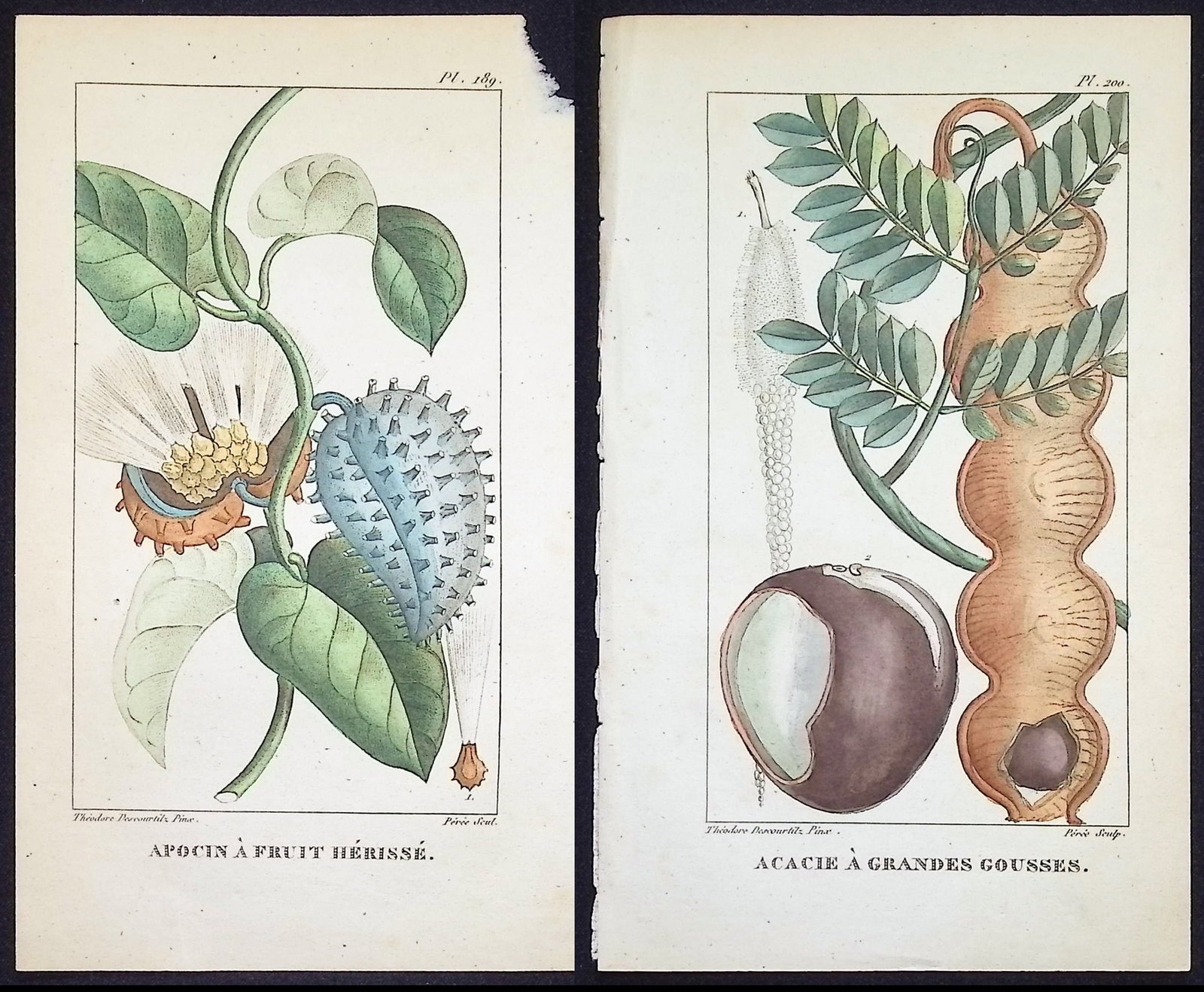 Descourtilz - 4 Botanical Engravings (Seed, Fruit): This beautiful stipple engraving is from Michel Etienne Descourtilz's Flore Pittoresque et Medicale des Antilles ou histoire naturelle des Plantes usuelles des colonies Francaises, Anglaises, Espagnol
