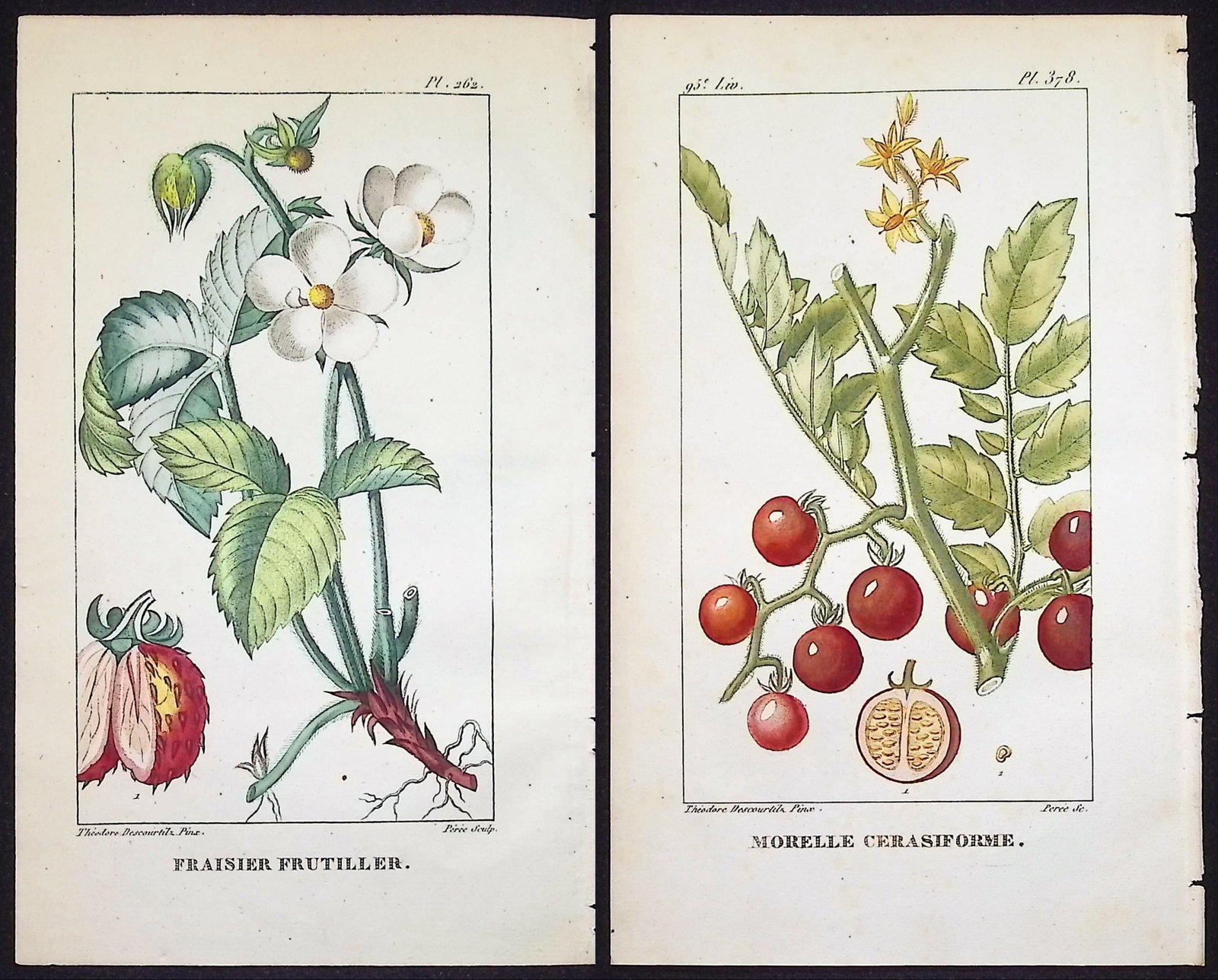 Descourtilz - 4 Botanical Engravings (Berries, Fruit): This beautiful stipple engraving is from Michel Etienne Descourtilz's Flore Pittoresque et Medicale des Antilles ou histoire naturelle des Plantes usuelles des colonies Francaises, Anglaises, Espagnol