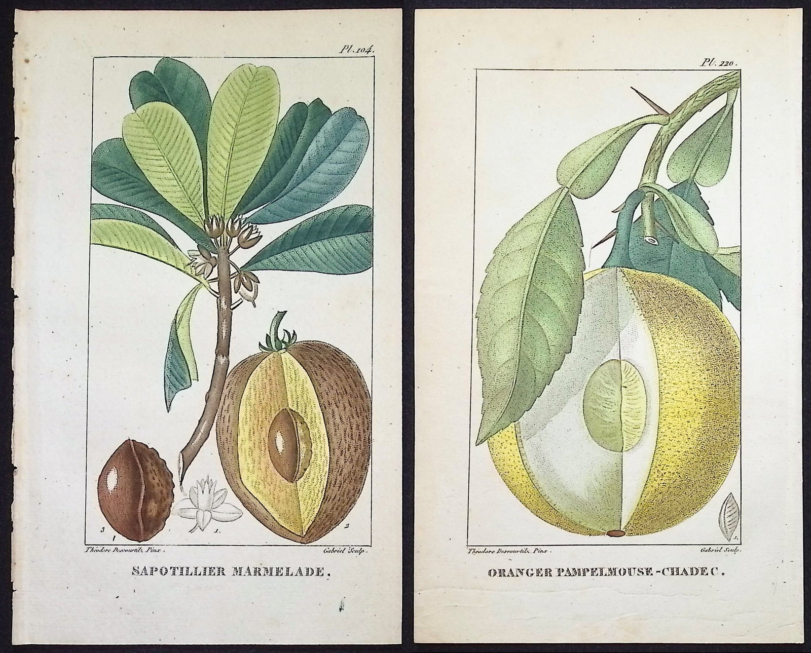 Descourtilz - 4 Botanical Engravings (Fruit): This beautiful stipple engraving is from Michel Etienne Descourtilz's Flore Pittoresque et Medicale des Antilles ou histoire naturelle des Plantes usuelles des colonies Francaises, Anglaises, Espagnol
