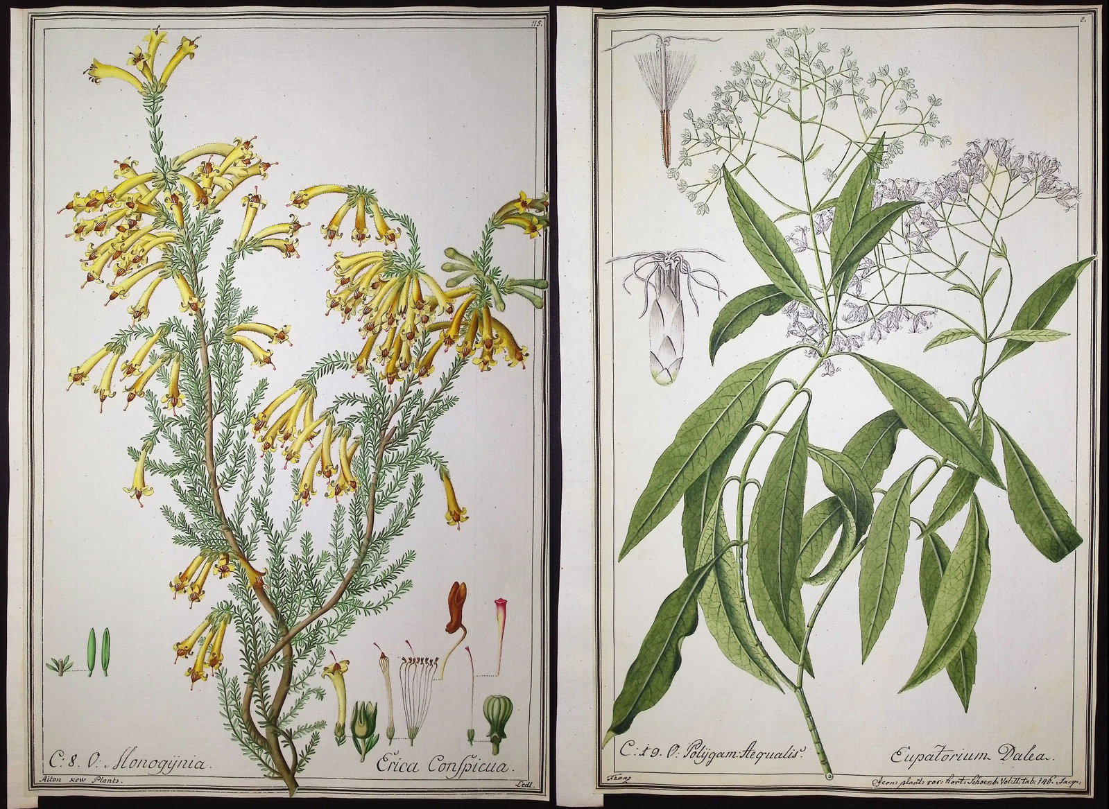 6 Original Botanical Watercolors (according to Linnaeus system) (1 of 7)
