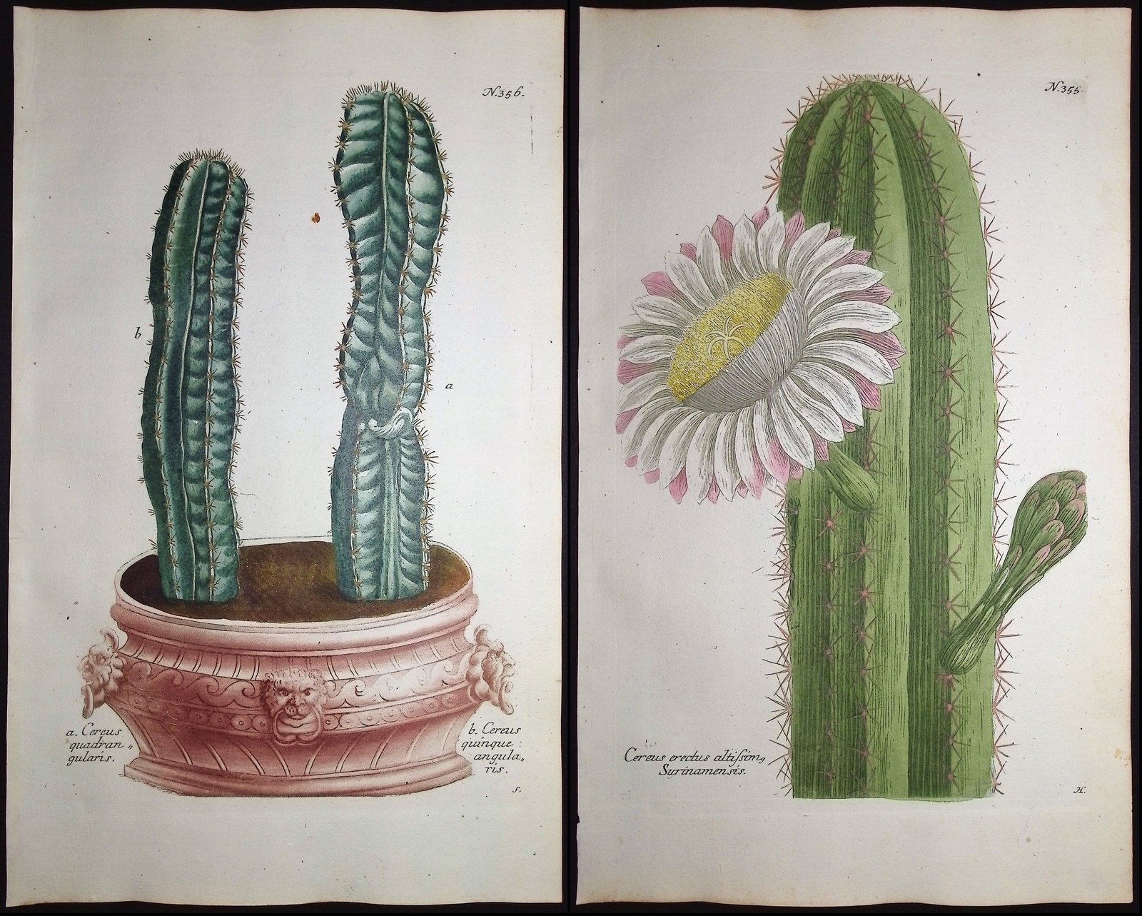 Weinmann - 3 Cactus Engravings (1 of 4)
