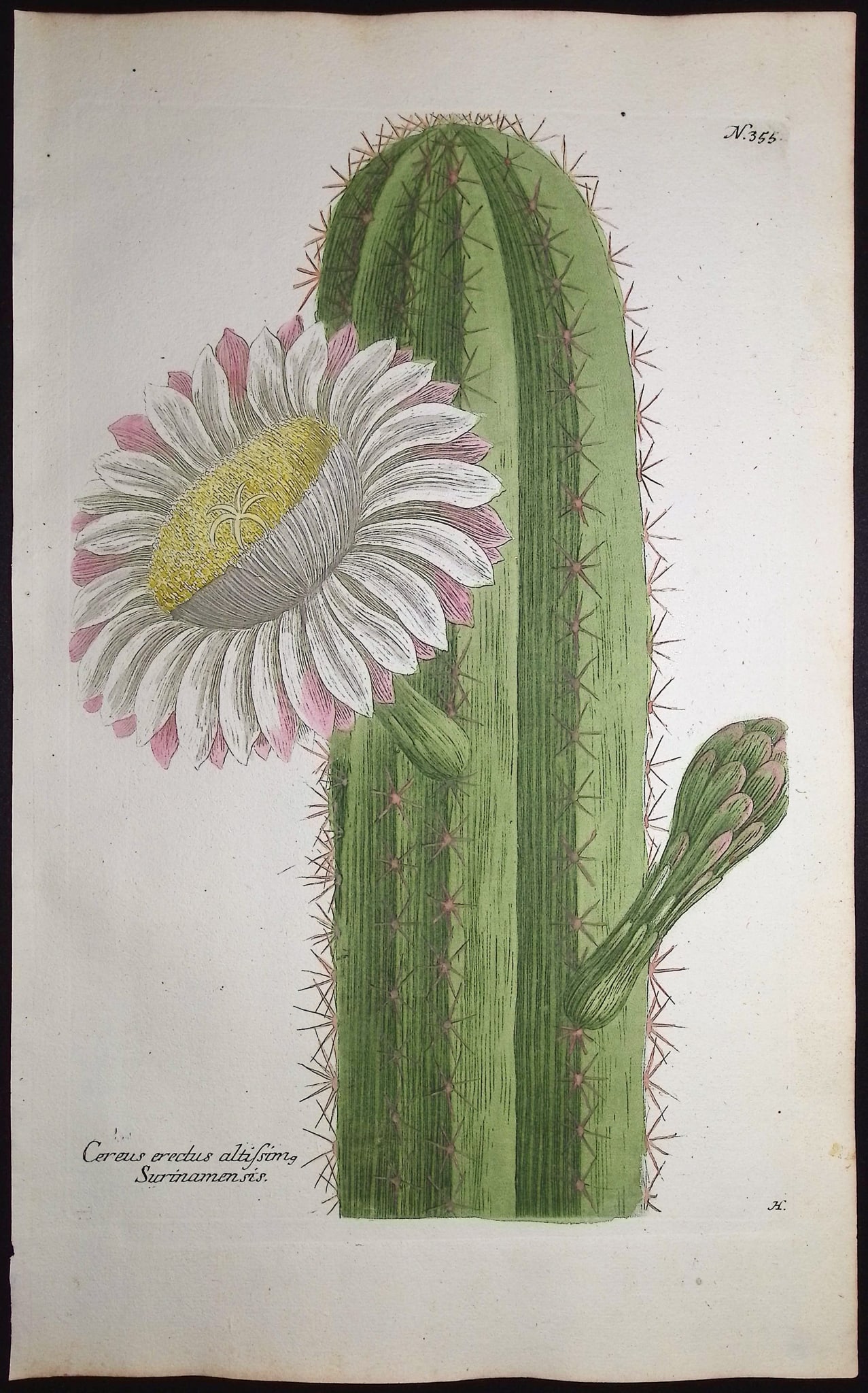 Weinmann - 3 Cactus Engravings - 2