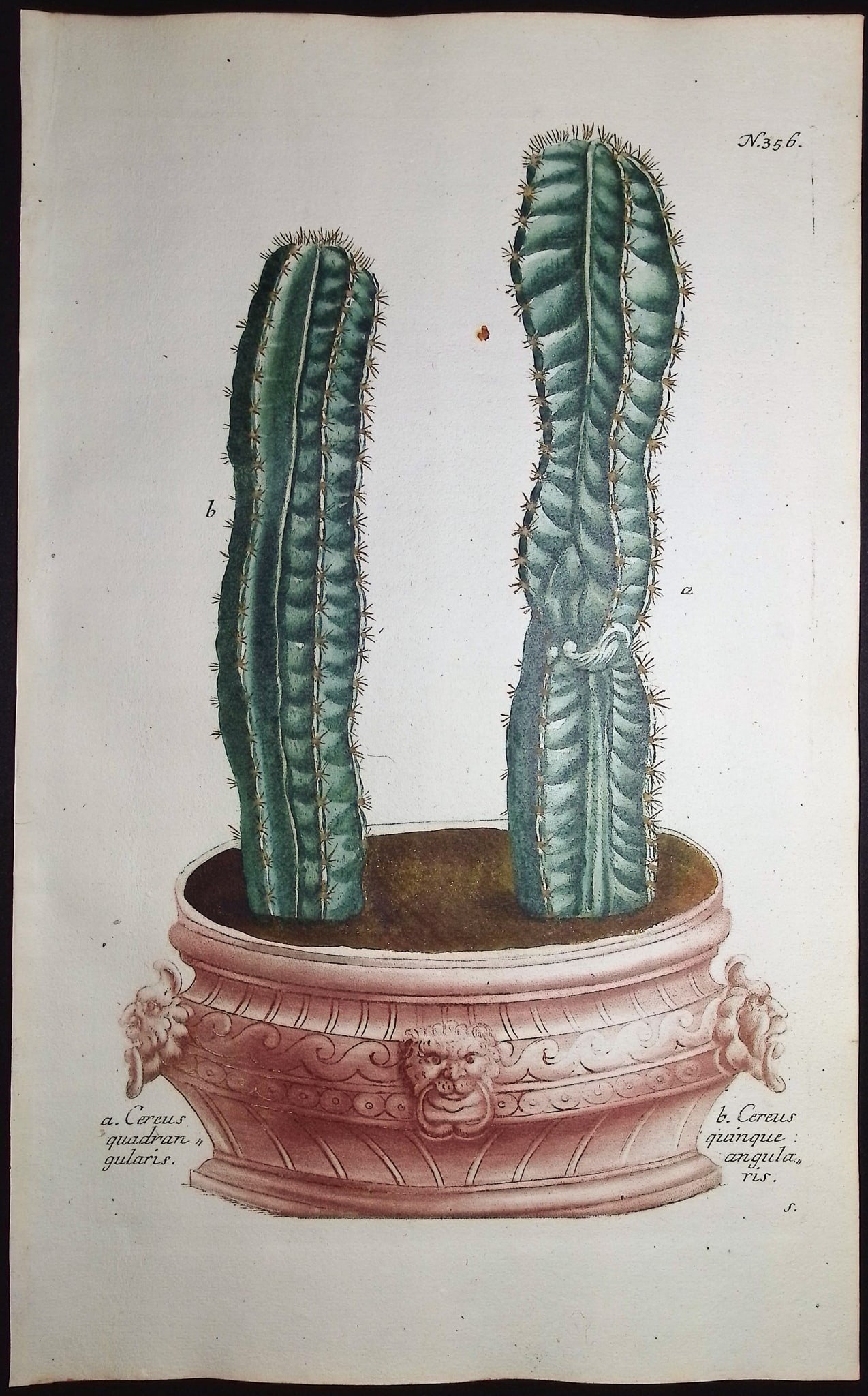 Weinmann - 3 Cactus Engravings - 3