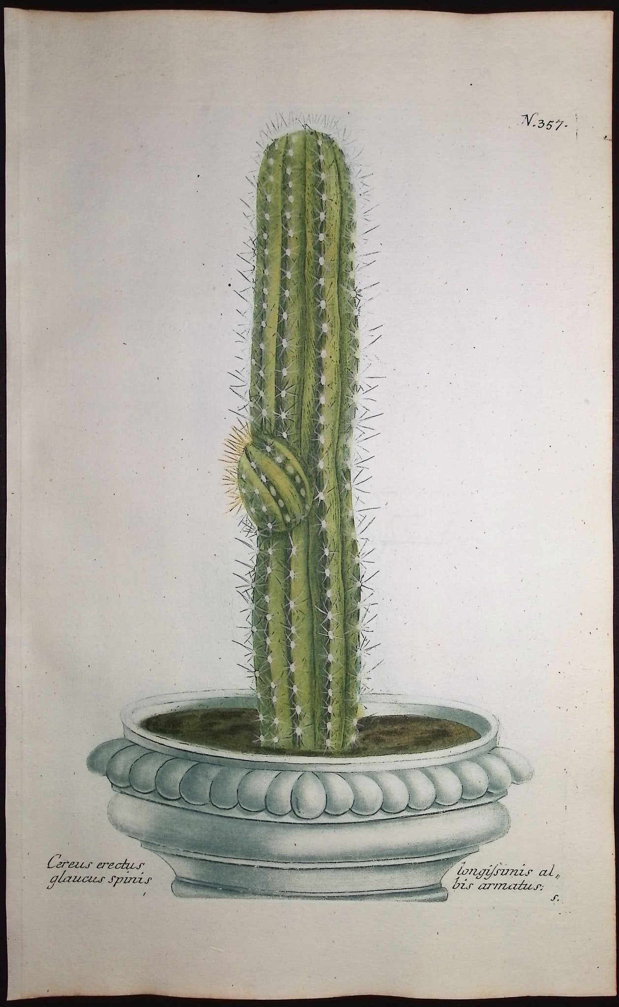 Weinmann - 3 Cactus Engravings - 4