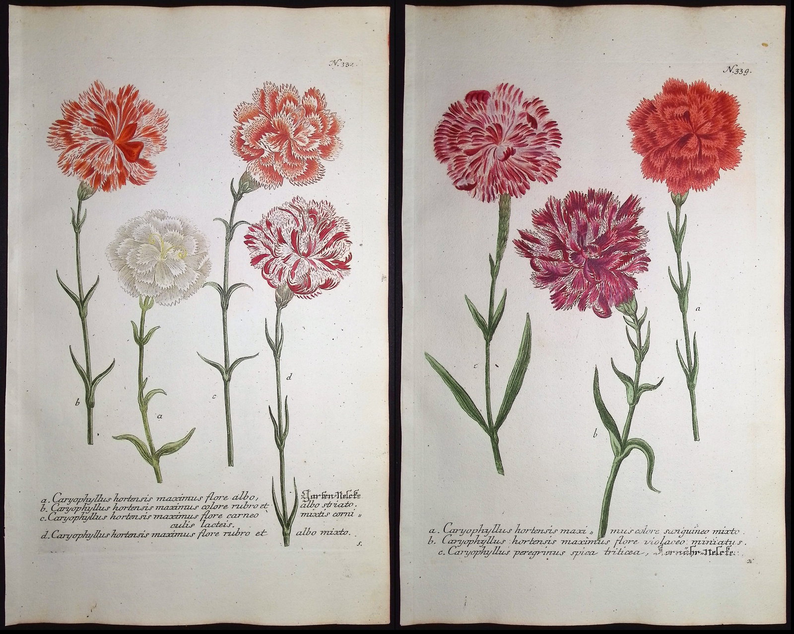 Weinmann - 7 Carnation Engravings: This beautiful botanical mezzotint is from Johann Weinmann's "Duidelyke Vertoning, Eeniger Duizend in alle vier waerelds deelen wassende Bomen, Stammen, Kruiden, Bloemen, Vrugten, en Uitwassen,