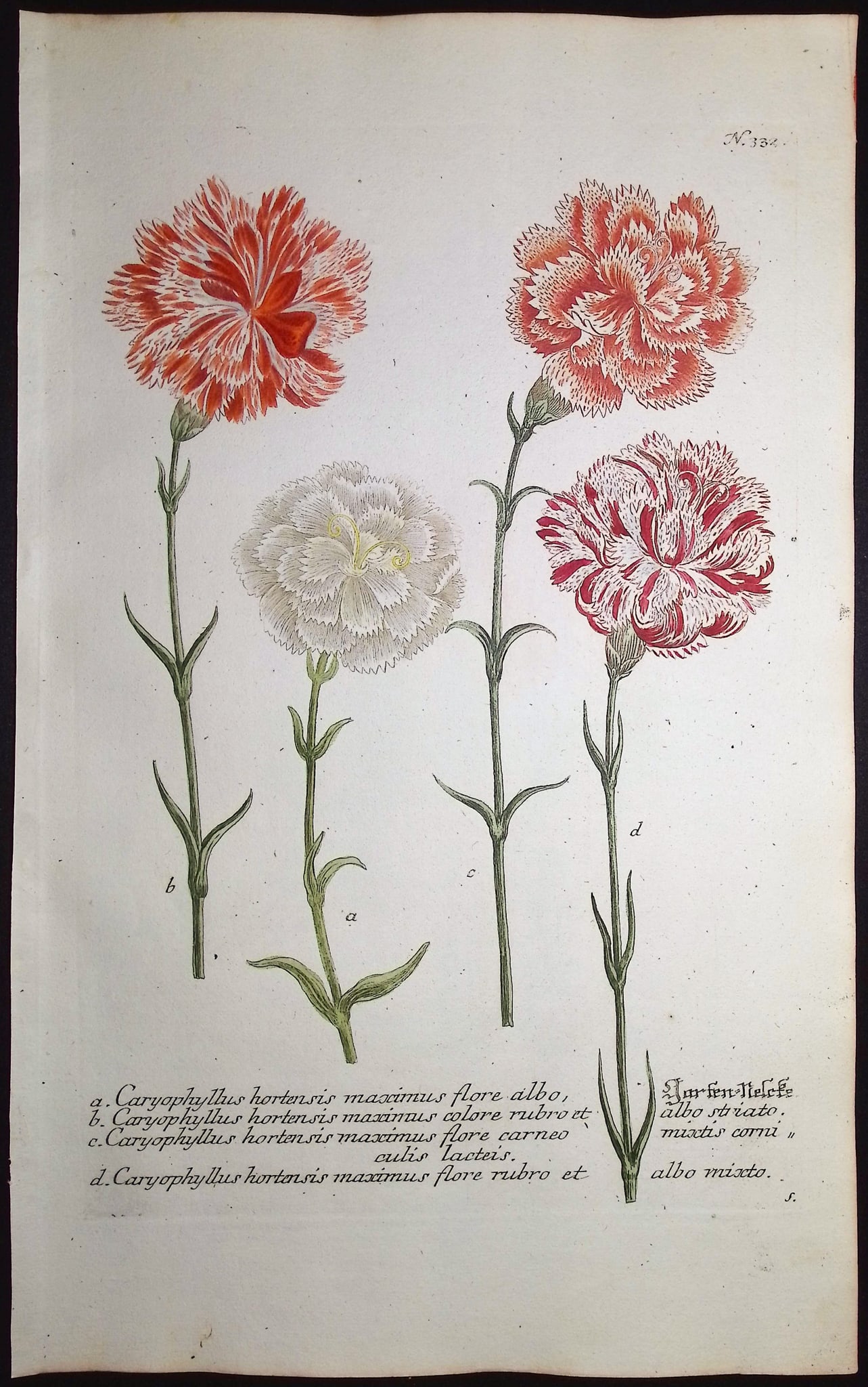 Weinmann - 7 Carnation Engravings - 2